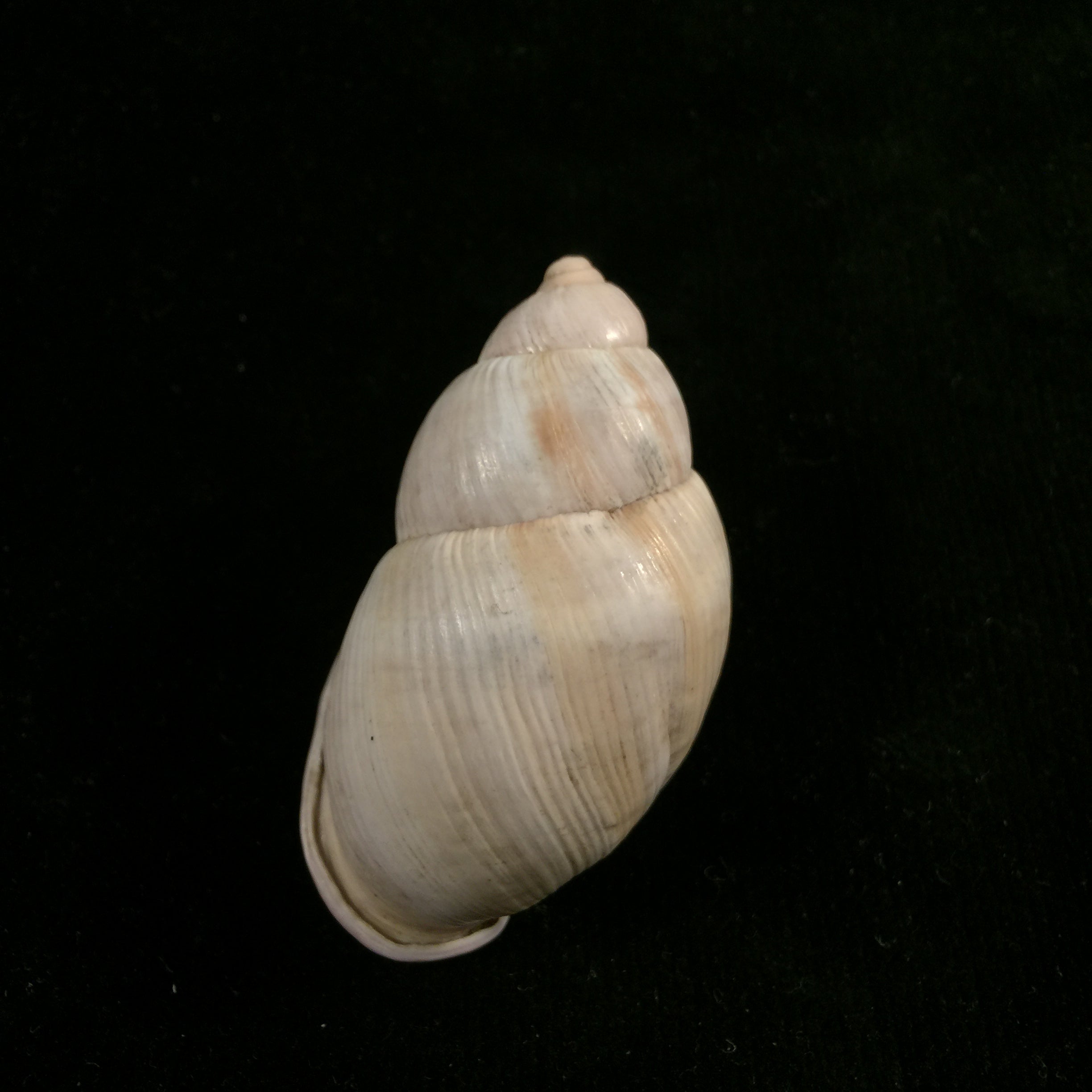 Porphyrobaphe iostoma(GB Sowerby I,1824)- 59毫米