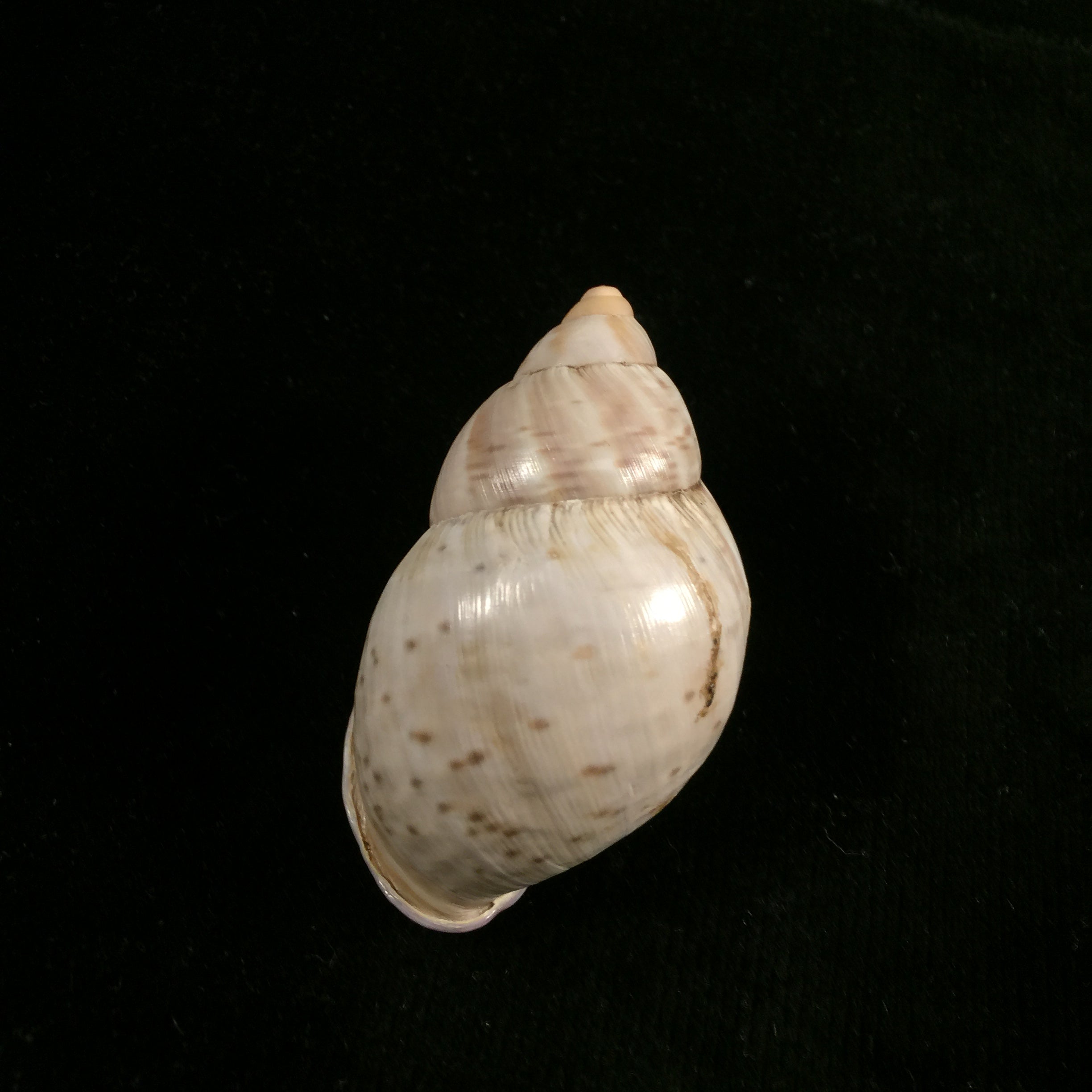 Porphyrobaphe iostoma(GB Sowerby I,1824)- 60,4毫米