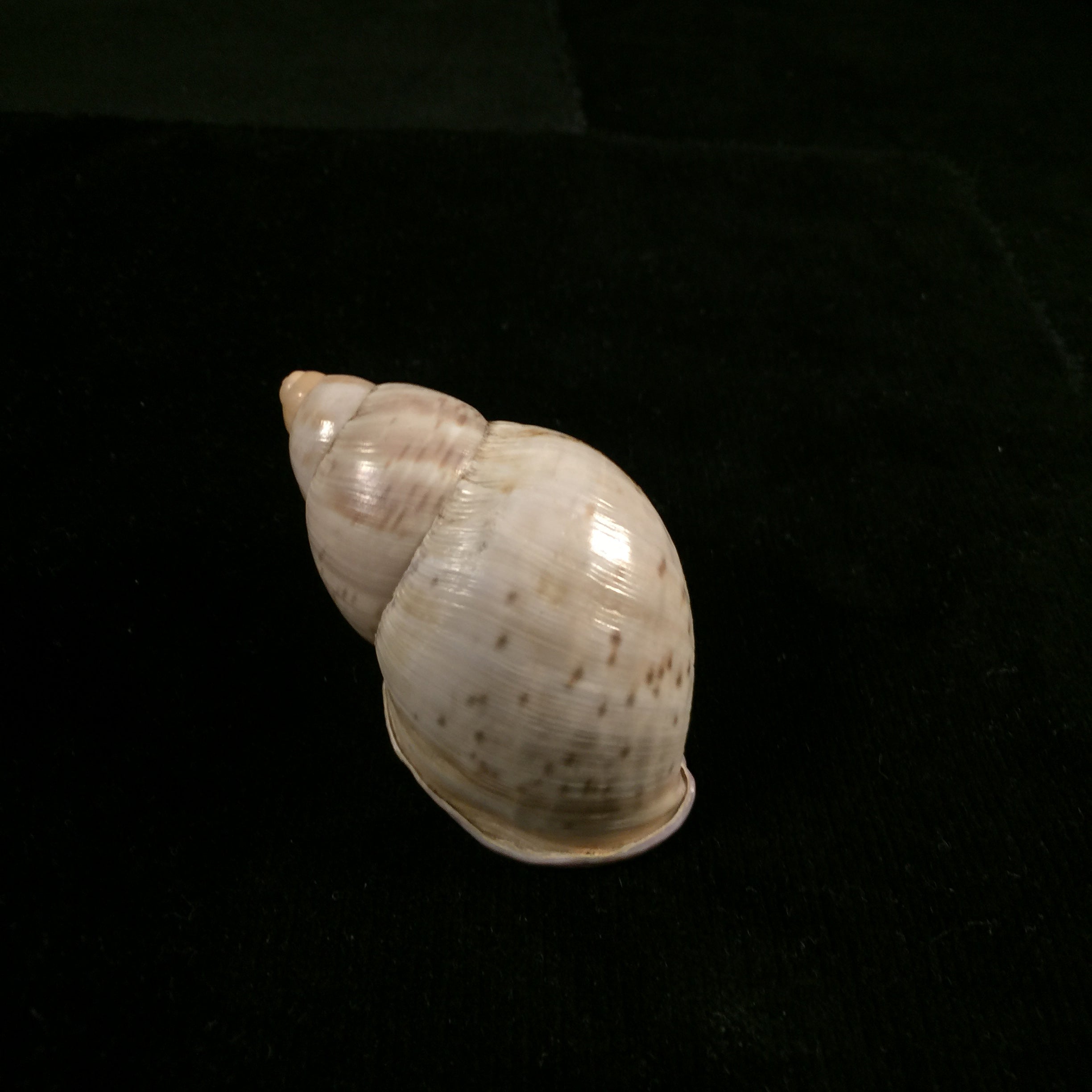 Porphyrobaphe iostoma(GB Sowerby I,1824)- 60,4毫米
