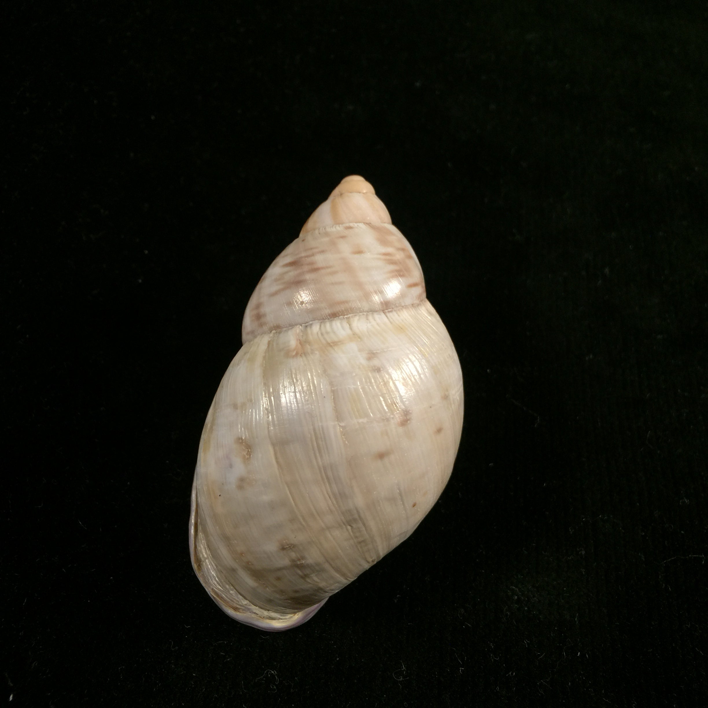 Porphyrobaphe iostoma(GB Sowerby I,1824)- 59,4毫米