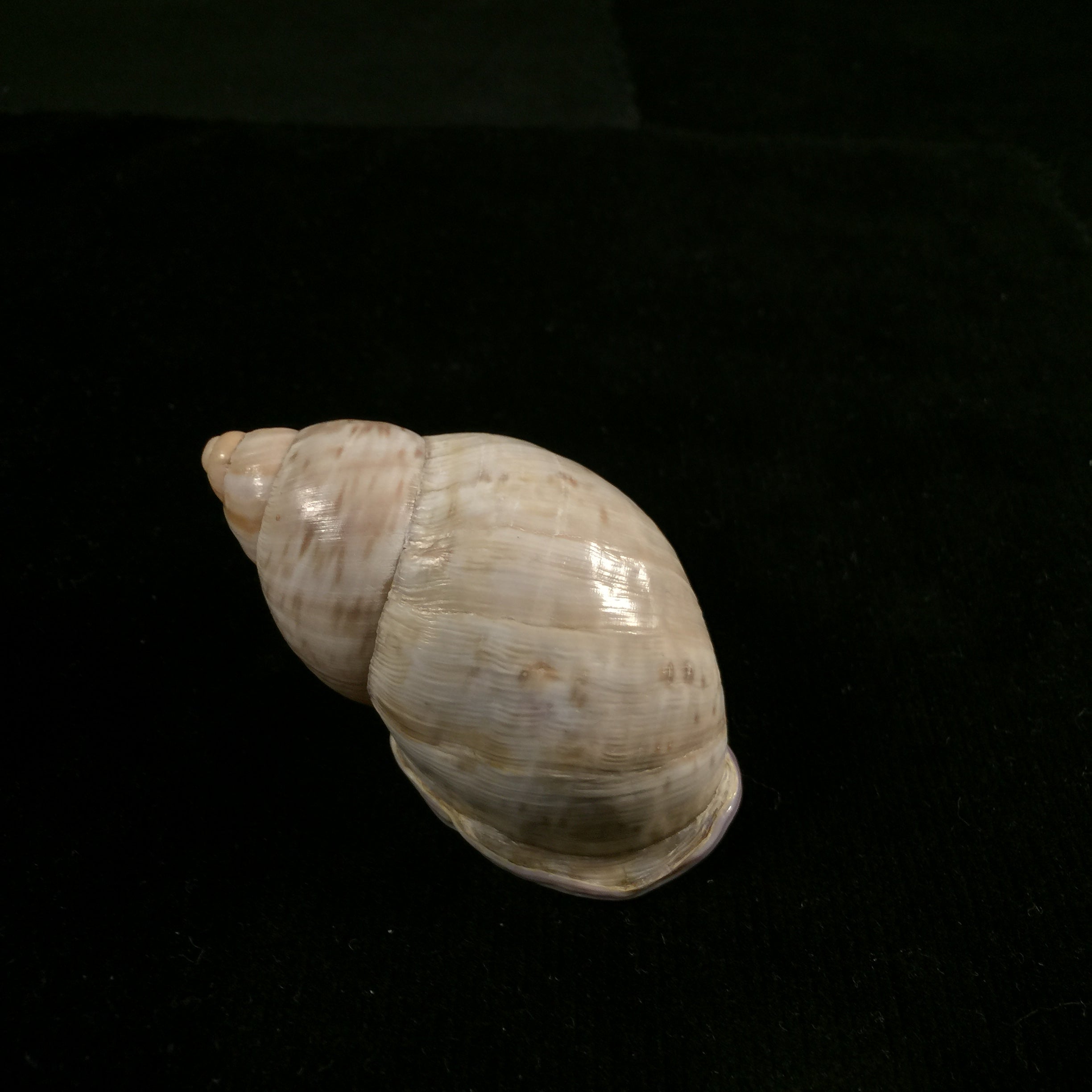 Porphyrobaphe iostoma(GB Sowerby I,1824)- 59,4毫米