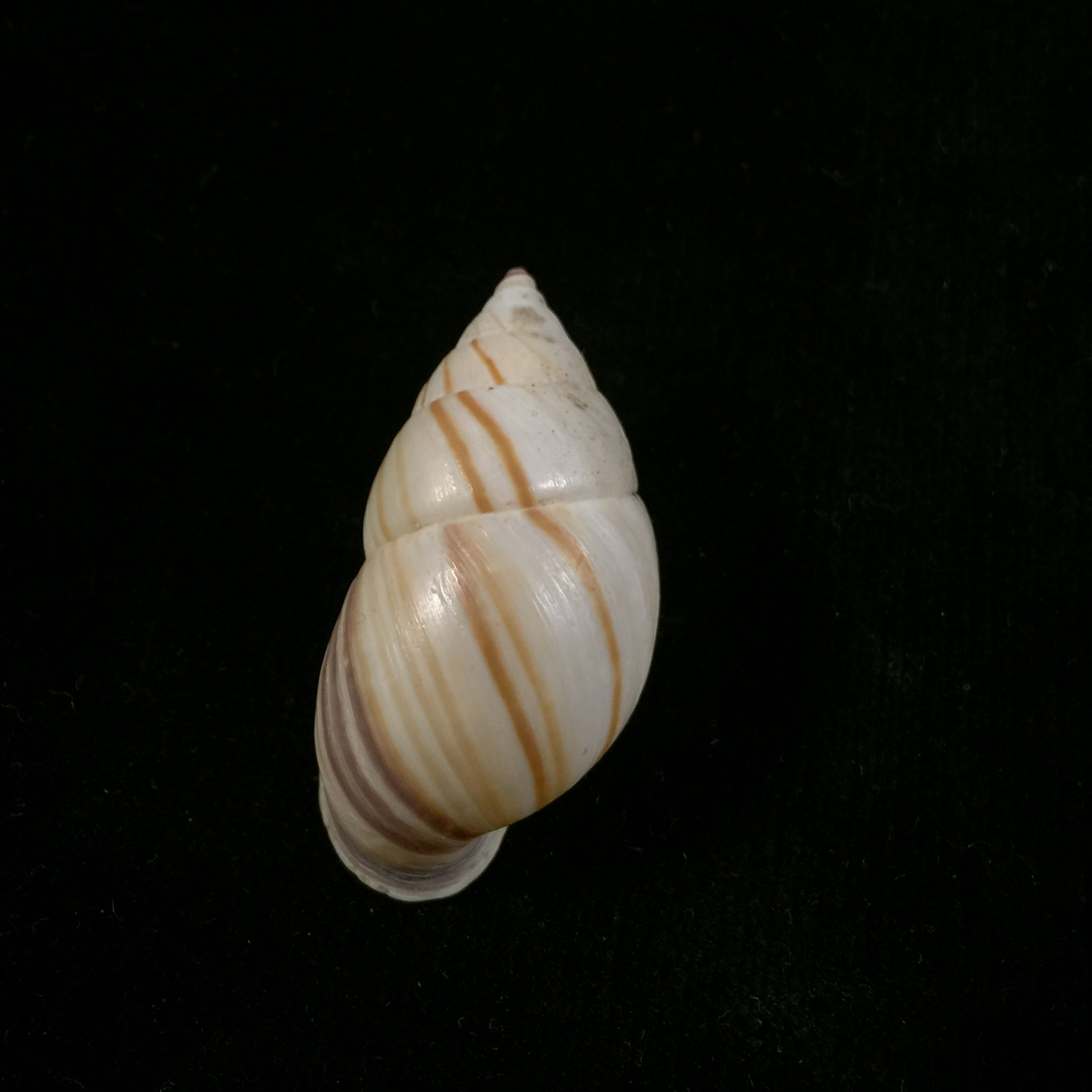 Neopetraeus arboriferus ectistrigatus Pilsbry, 1898 - 39,3mm