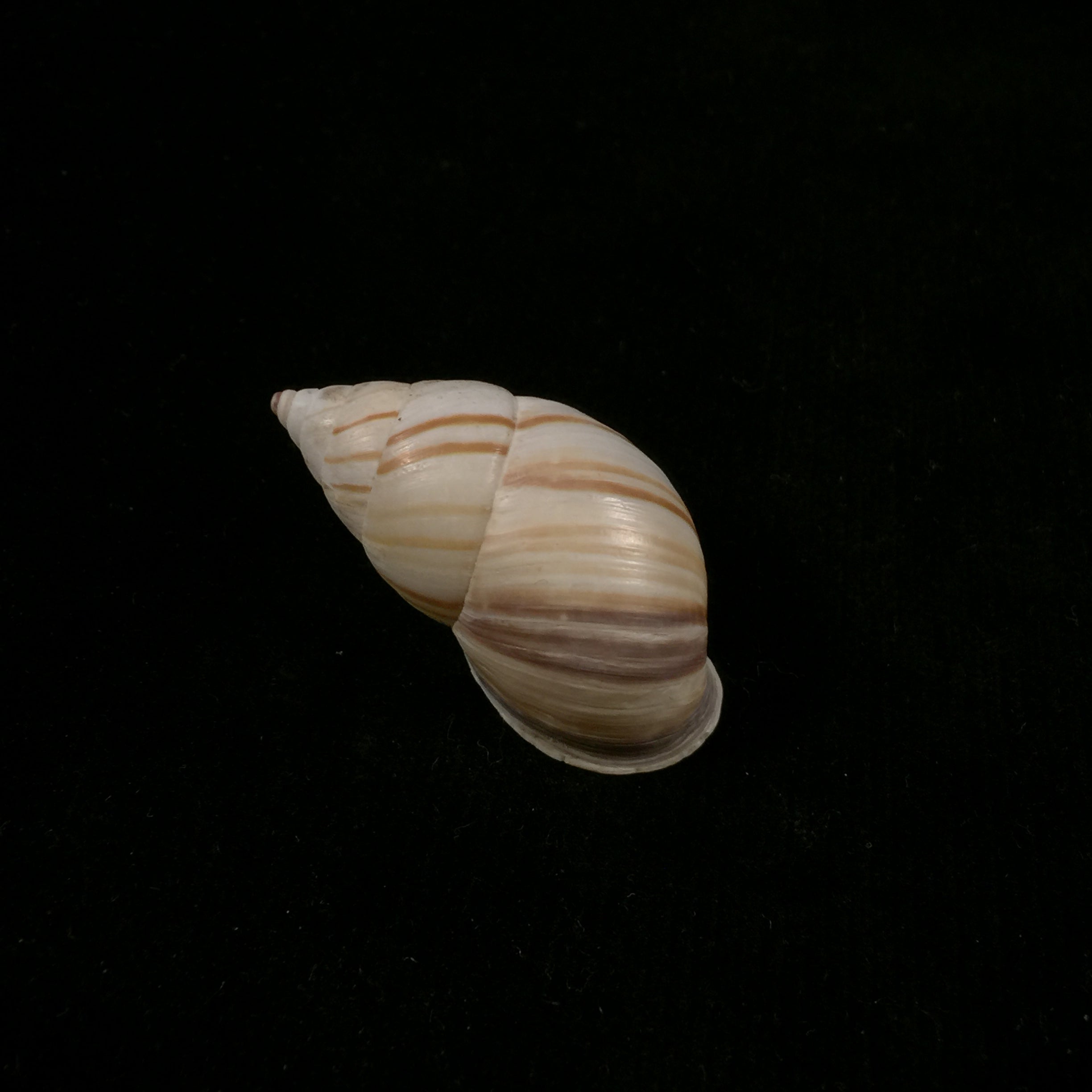 Neopetraeus arboriferus ectistrigatus Pilsbry, 1898 - 39,3mm