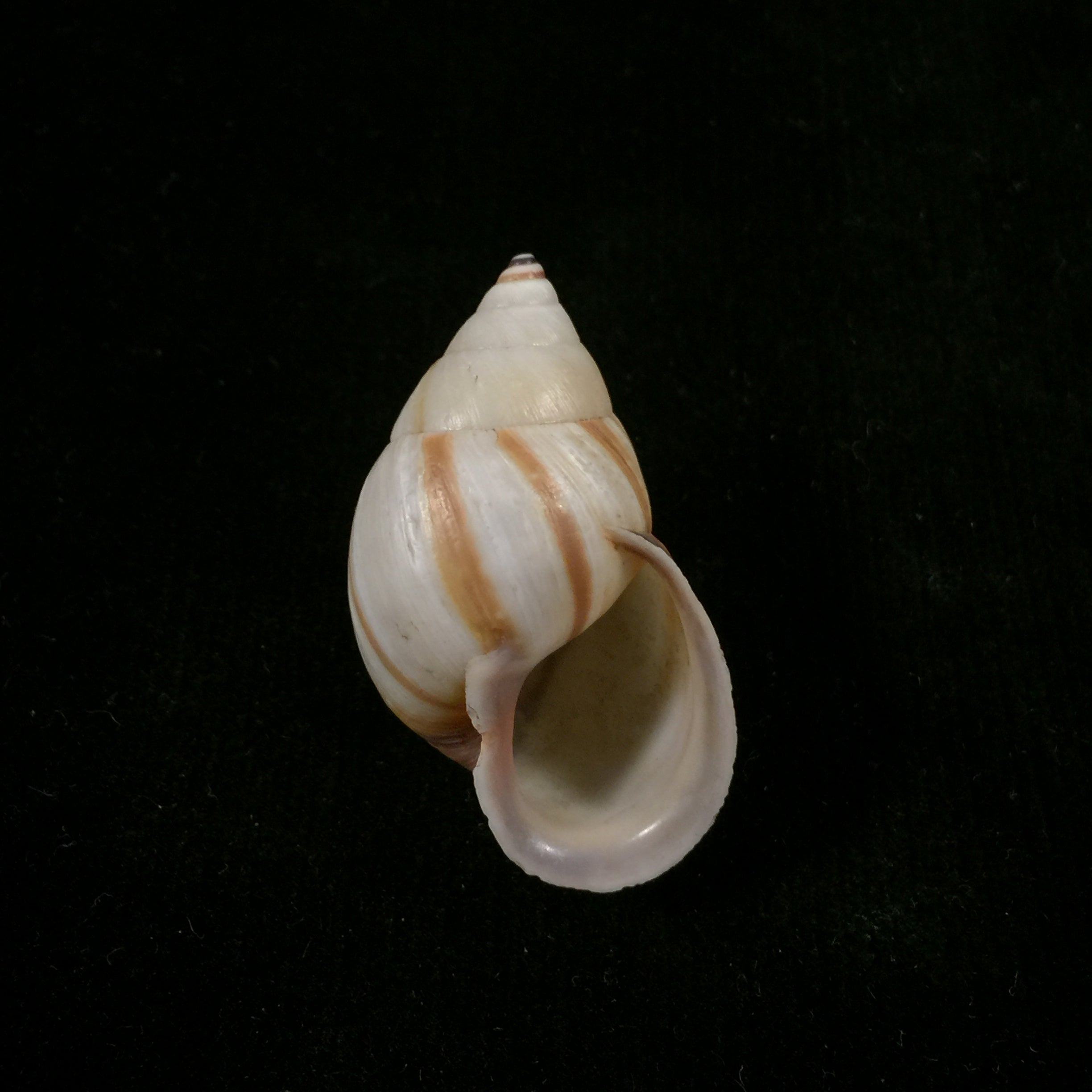 Neopetraeus arboriferus ectistrigatus Pilsbry, 1898 - 35,7mm