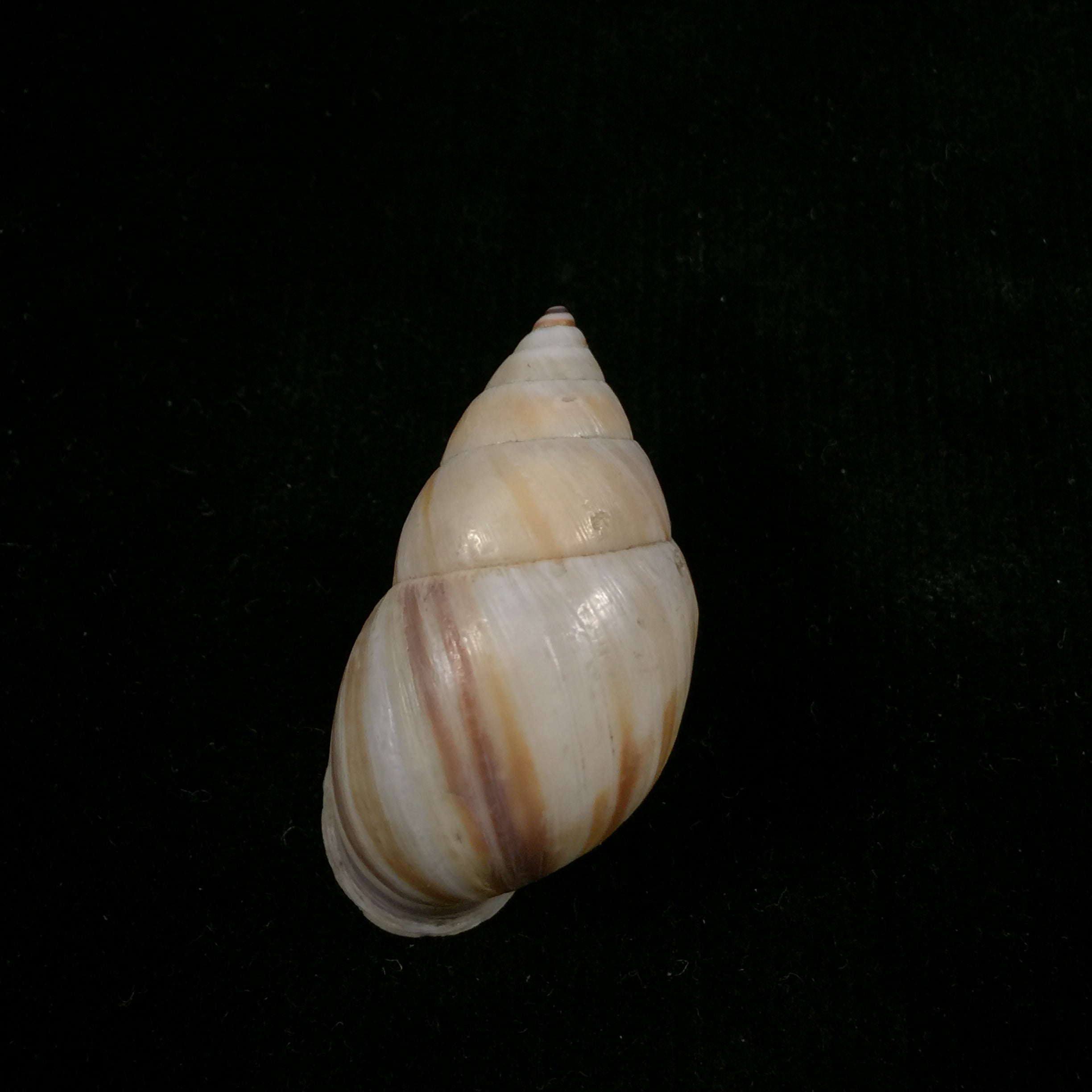 Neopetraeus arboriferus ectistrigatus Pilsbry, 1898 - 37,8mm