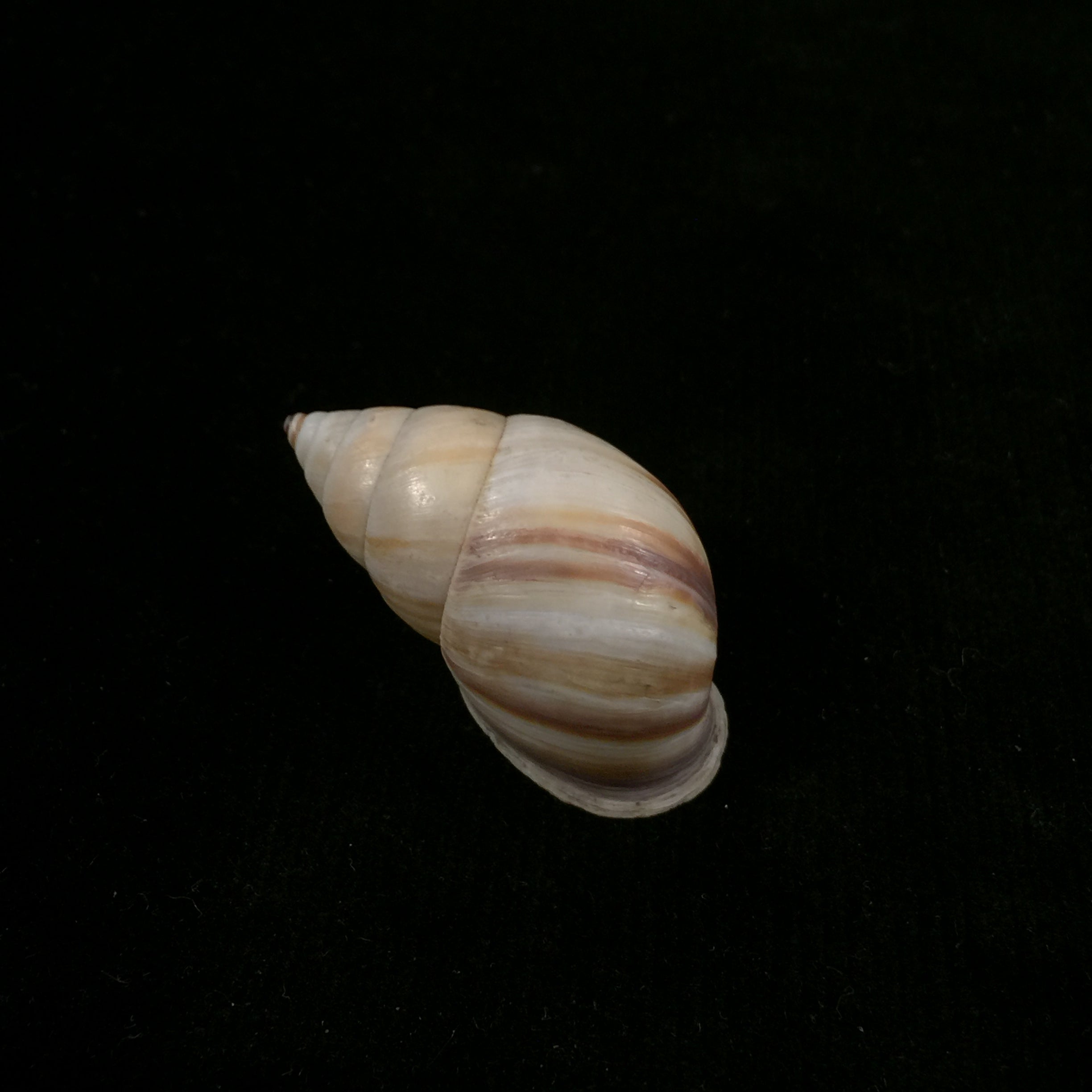 Neopetraeus arboriferus ectistrigatus Pilsbry, 1898 - 37,8mm
