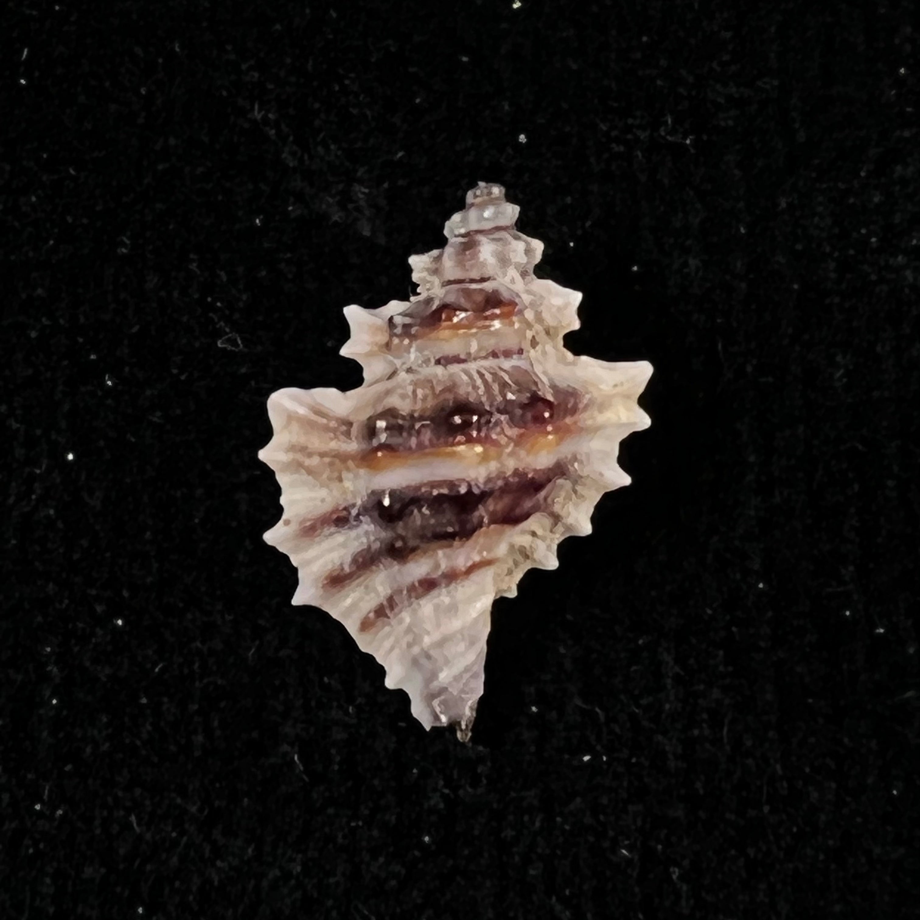 Eupleura nitida (Broderip, 1833) - 17毫米