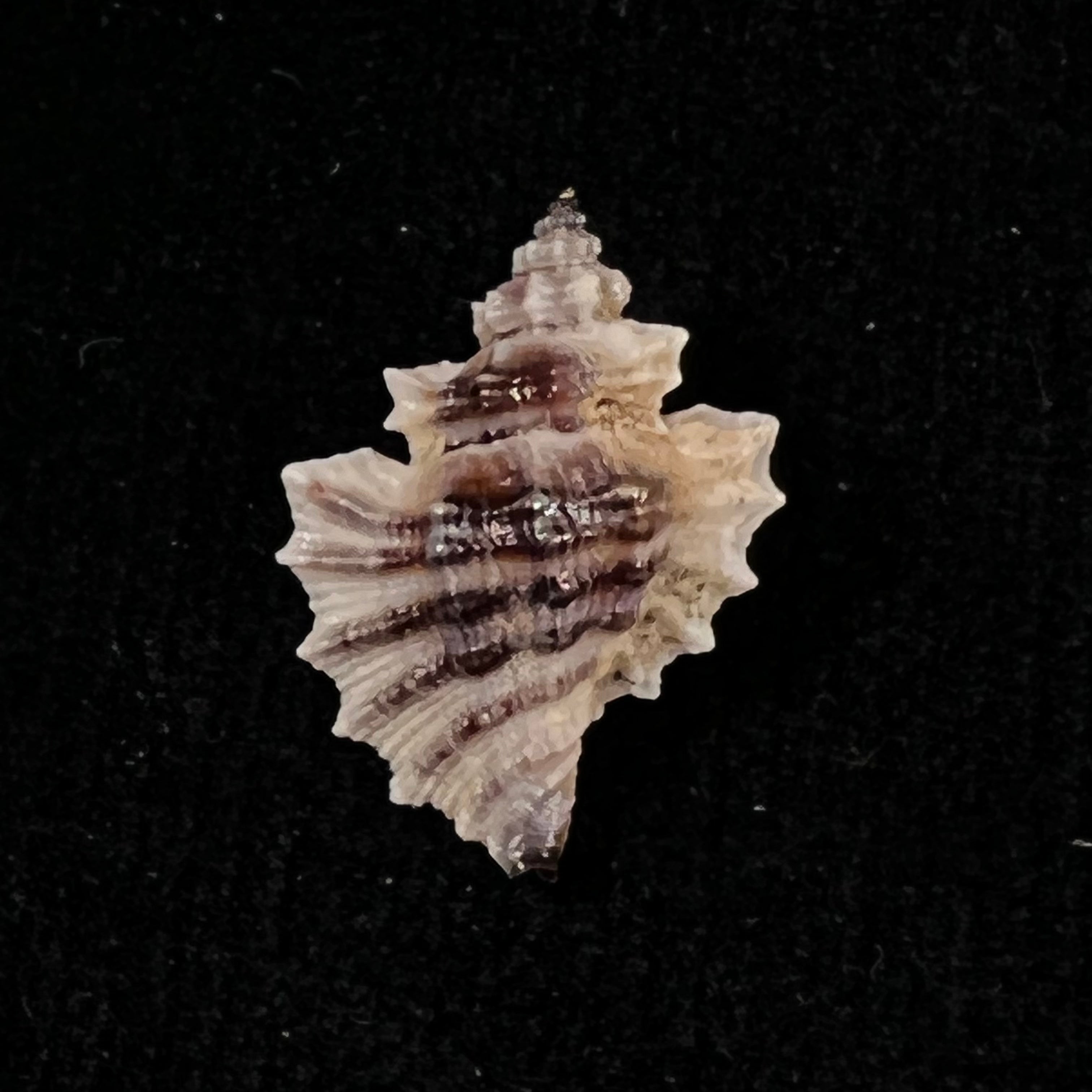 Eupleura nitida (Broderip, 1833) - 19,4mm