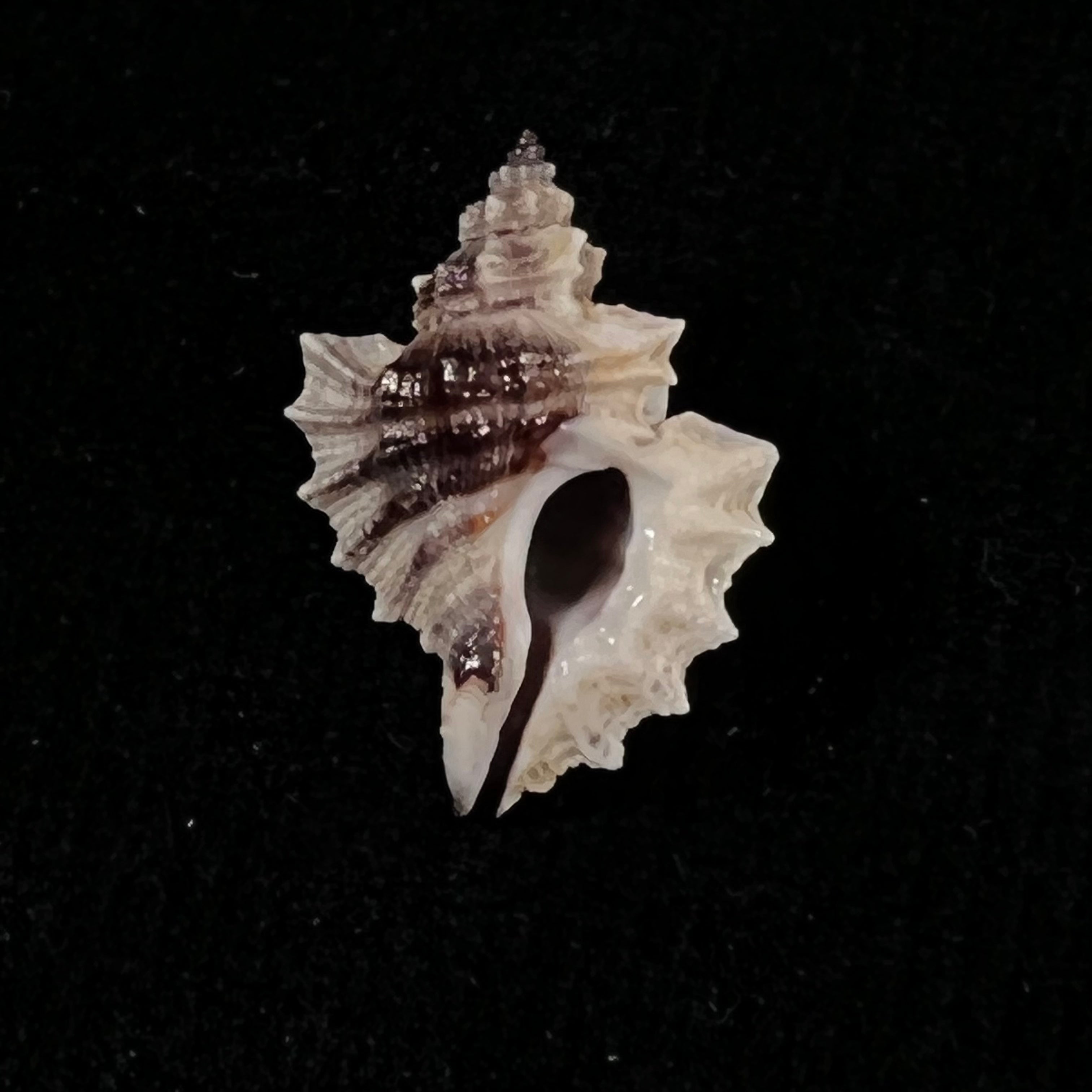 Eupleura nitida (Broderip, 1833) - 19,4mm