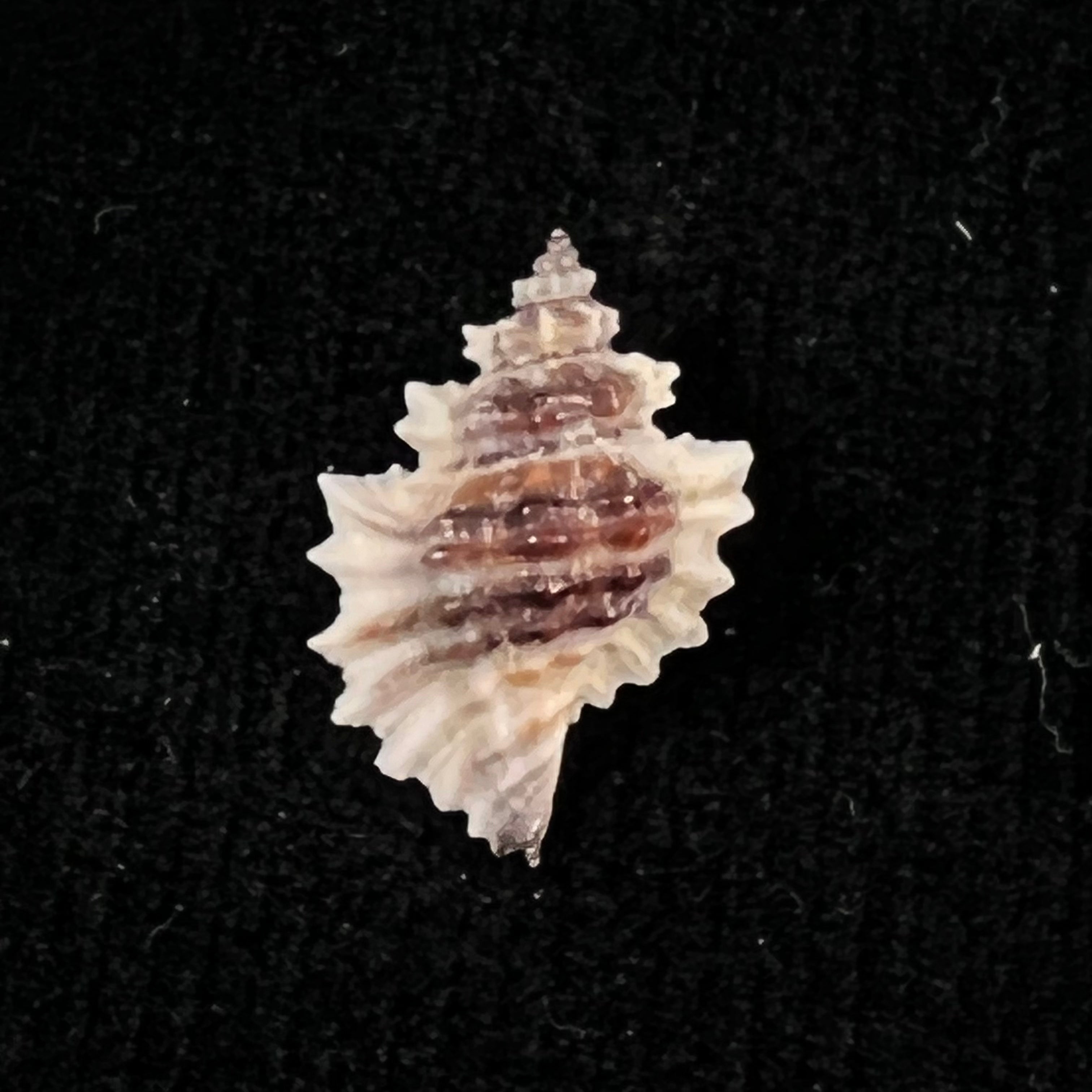 Eupleura nitida (Broderip, 1833) - 18,7毫米
