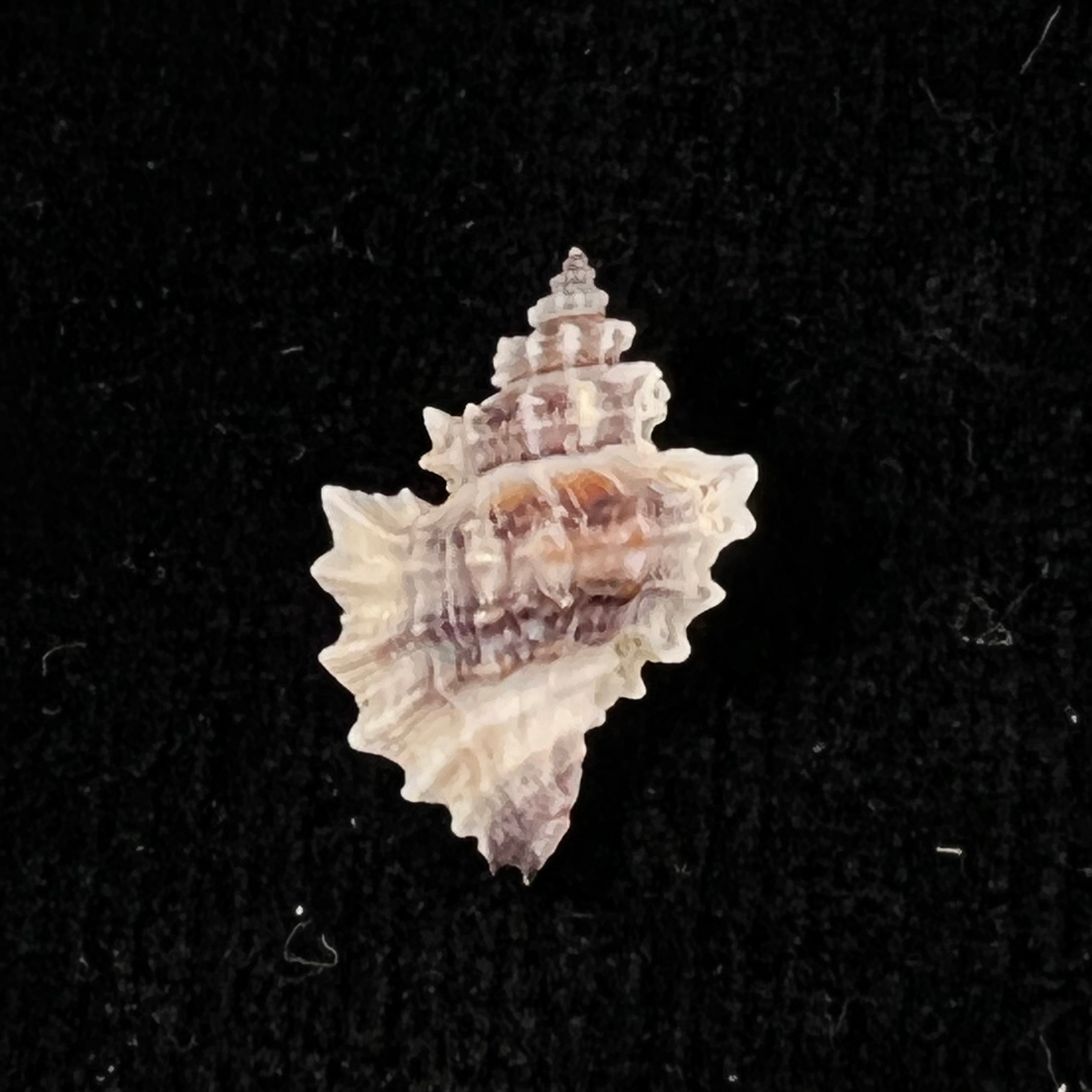Eupleura nitida (Broderip, 1833) - 18,5毫米