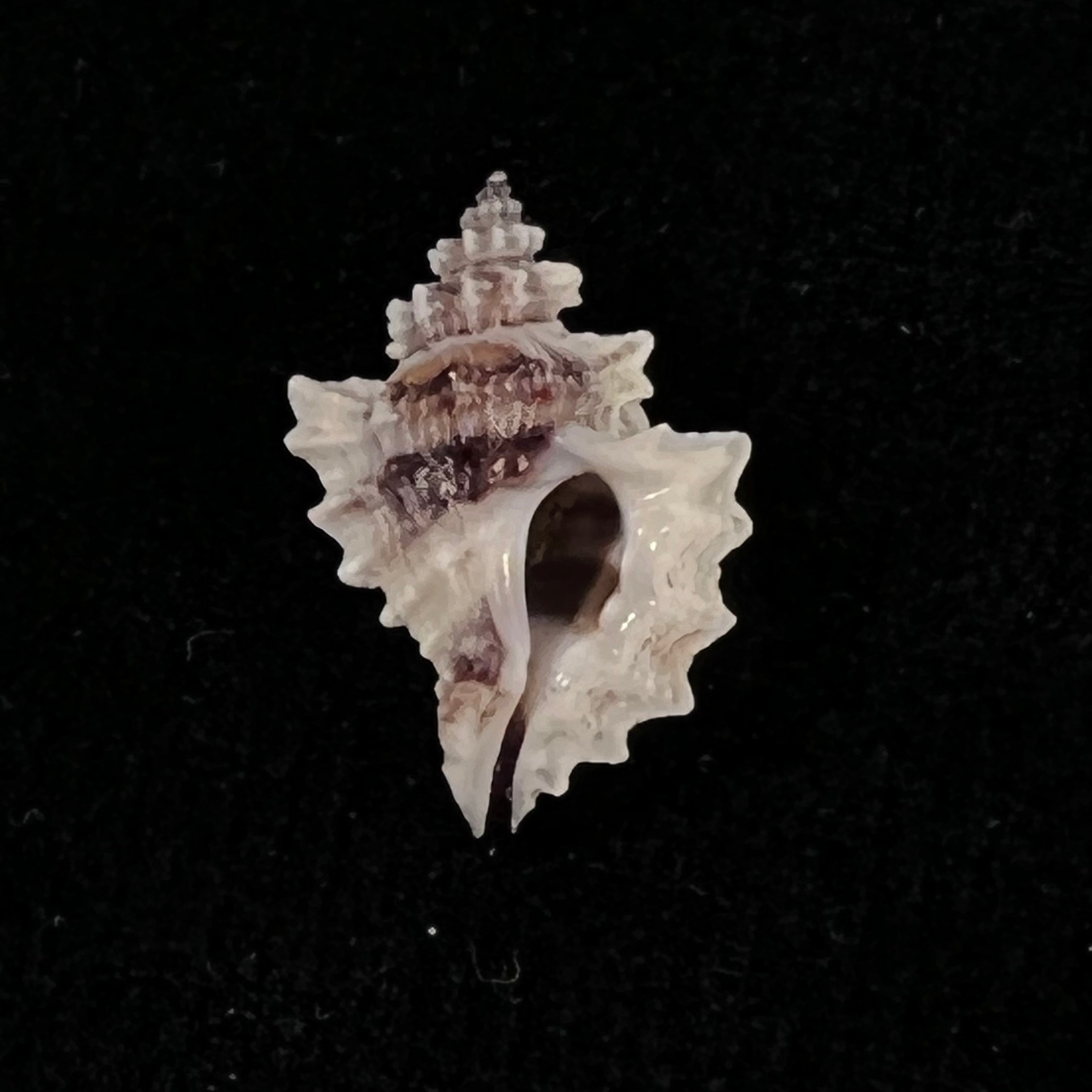 Eupleura nitida (Broderip, 1833) - 18,5毫米
