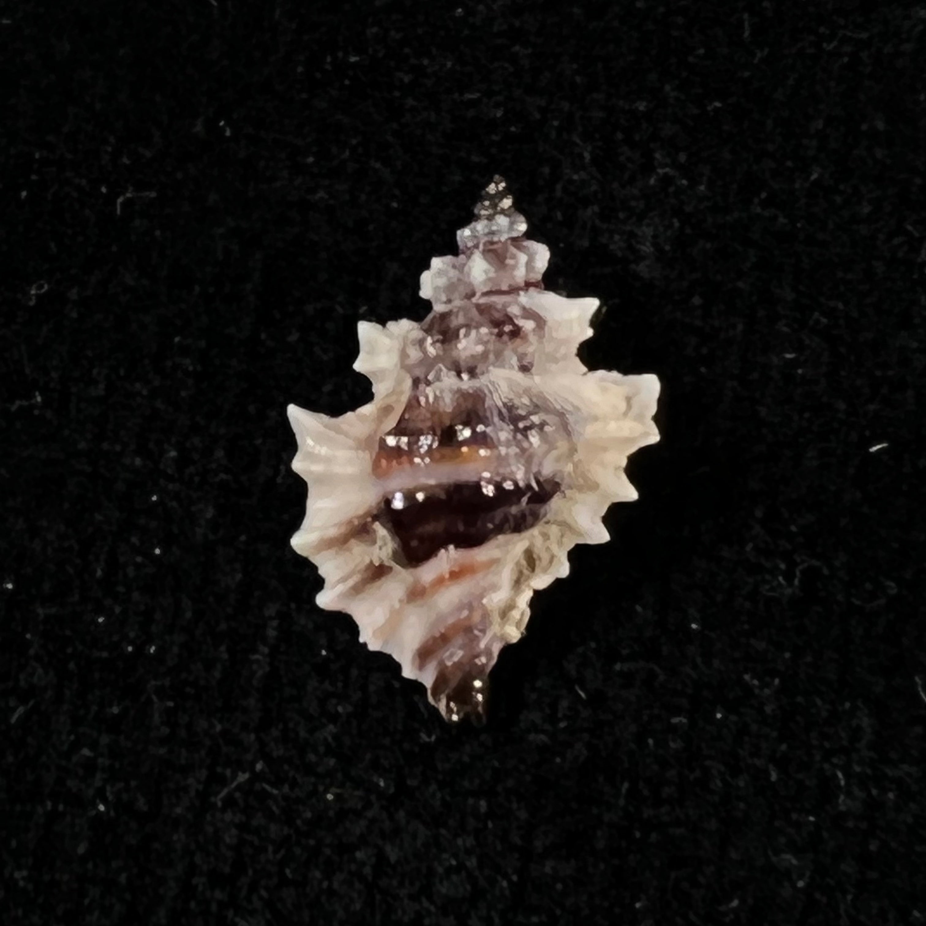 Eupleura nitida (Broderip, 1833) - 17,4mm