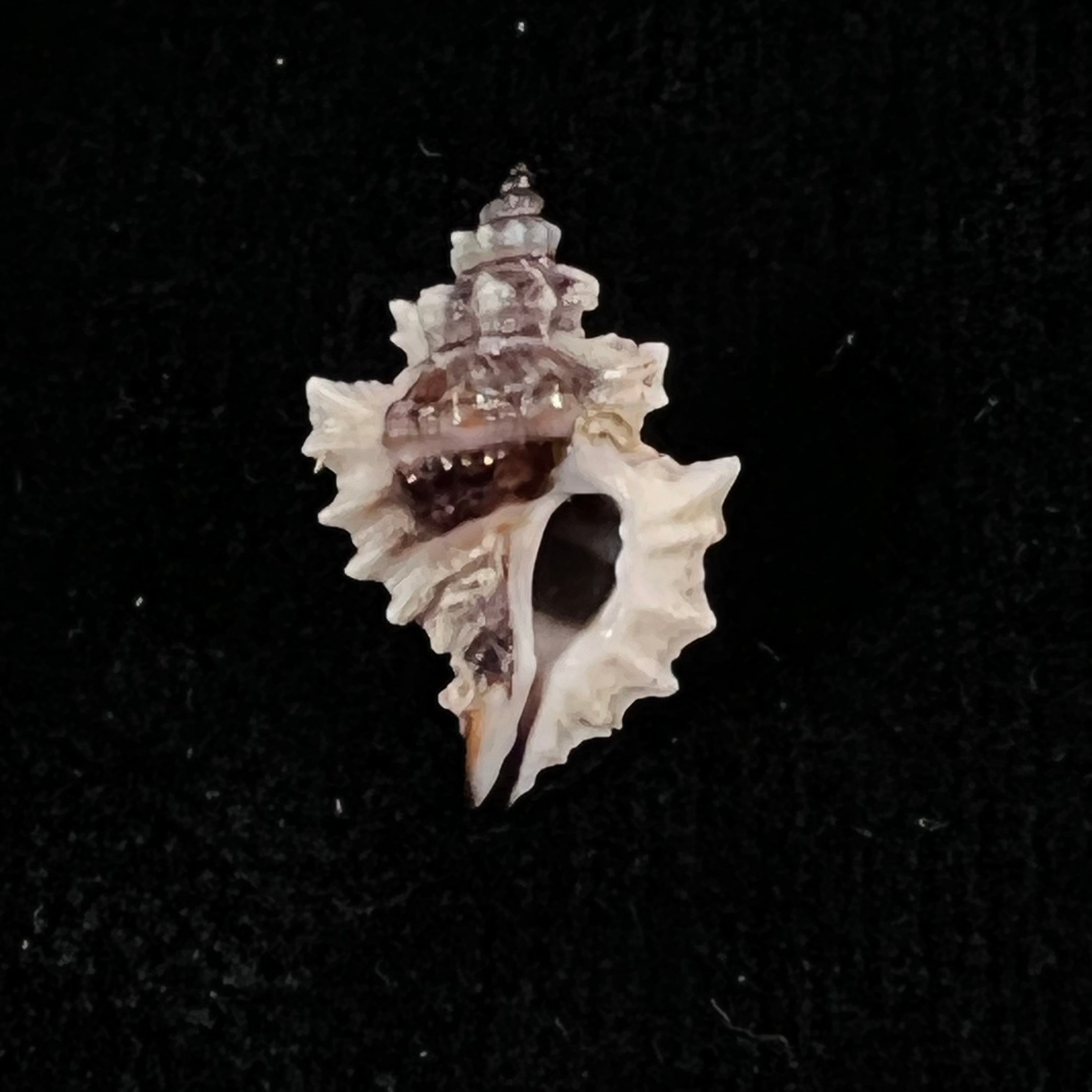 Eupleura nitida (Broderip, 1833) - 17,4mm