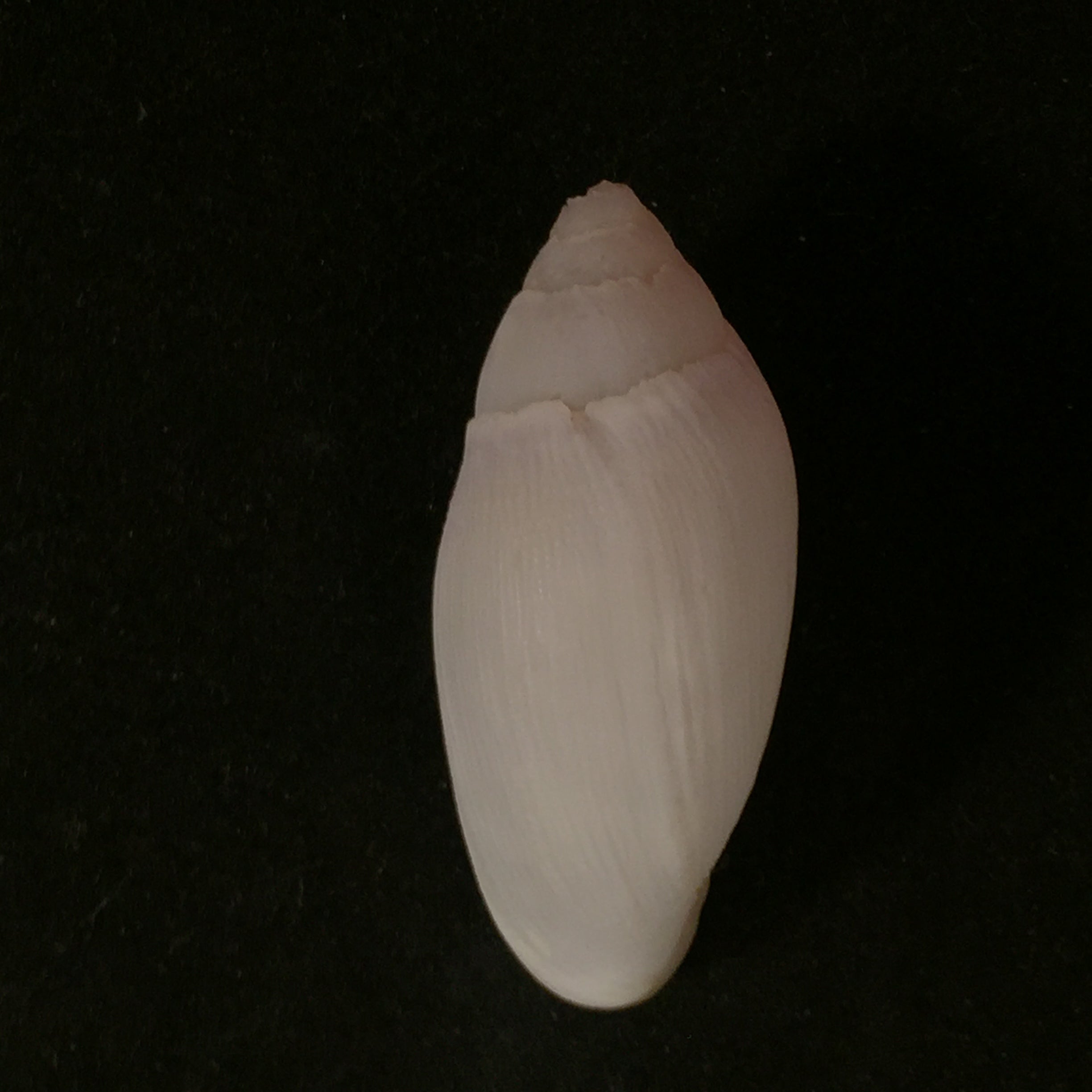 Ellobium aurisjudae Linnaeus, 1758 - 40,7毫米