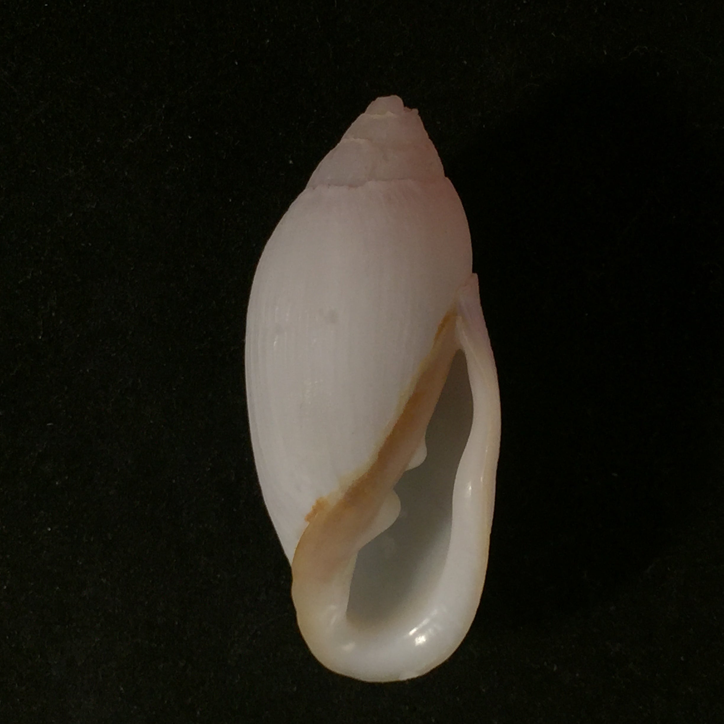 Ellobium aurisjudae Linnaeus, 1758 - 40,7毫米