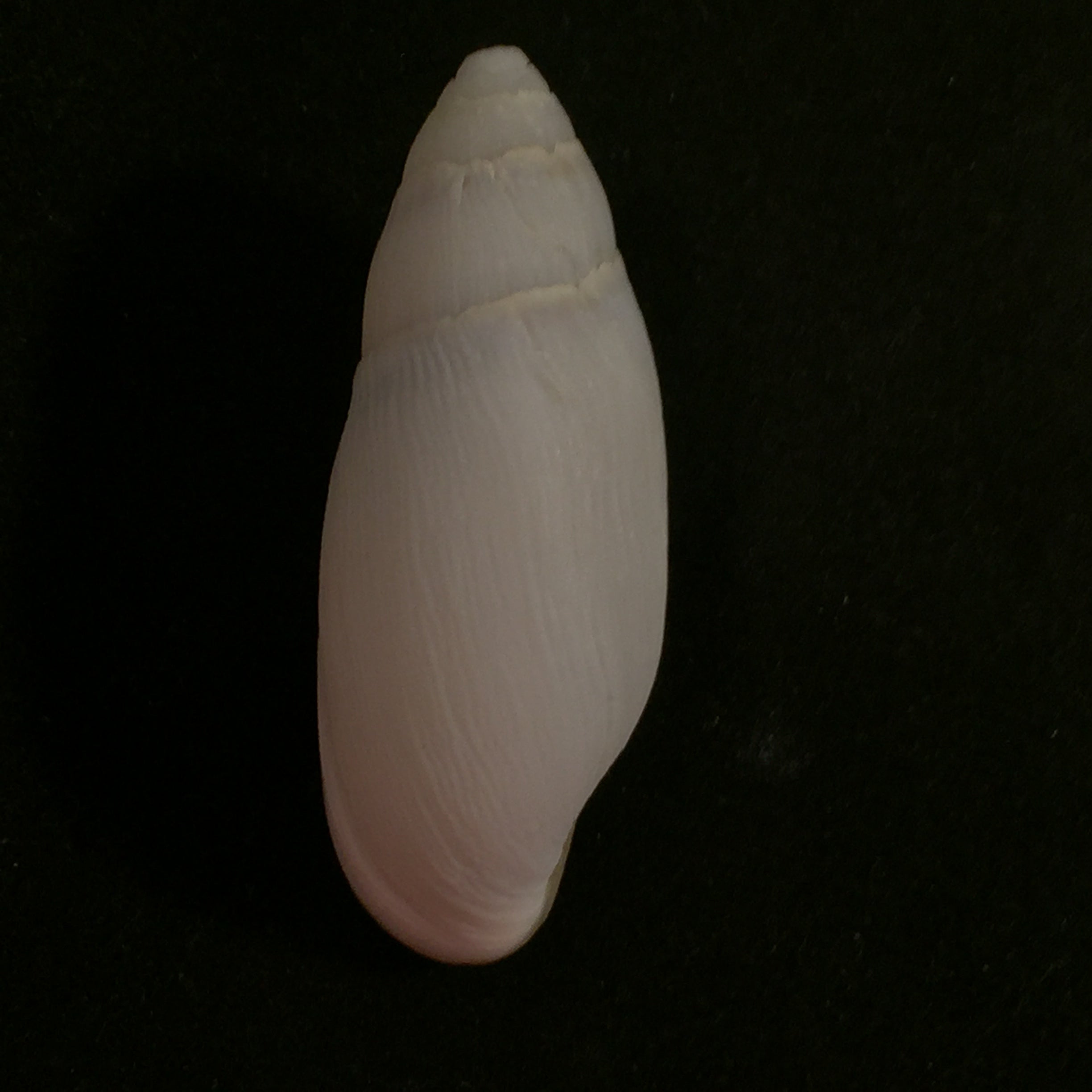 Ellobium aurisjudae (Linnaeus, 1758) - 51,9mm