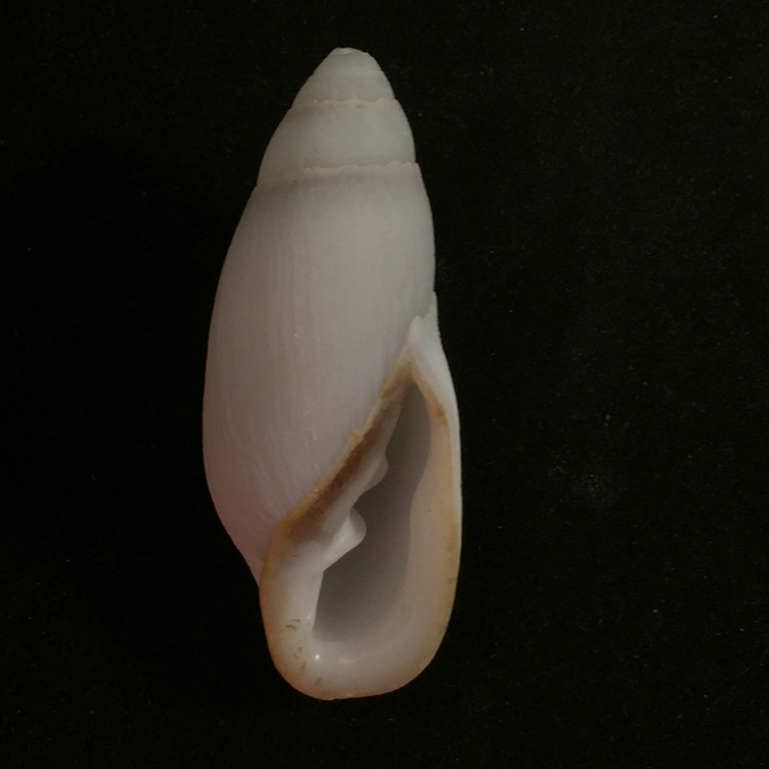 Ellobium aurisjudae (Linnaeus, 1758) - 51,9mm