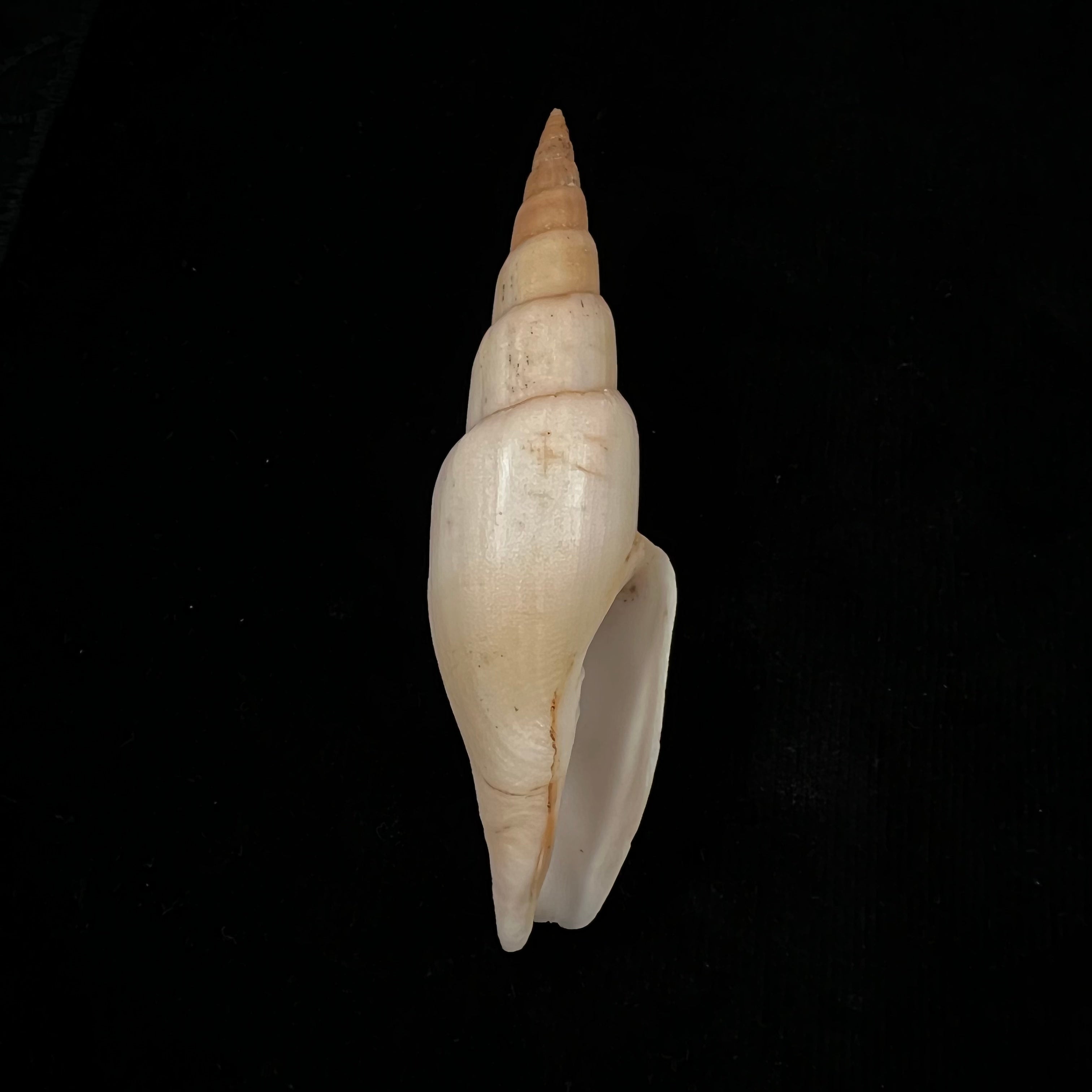 Isara swainsonii (Broderip, 1836) - 122,7毫米