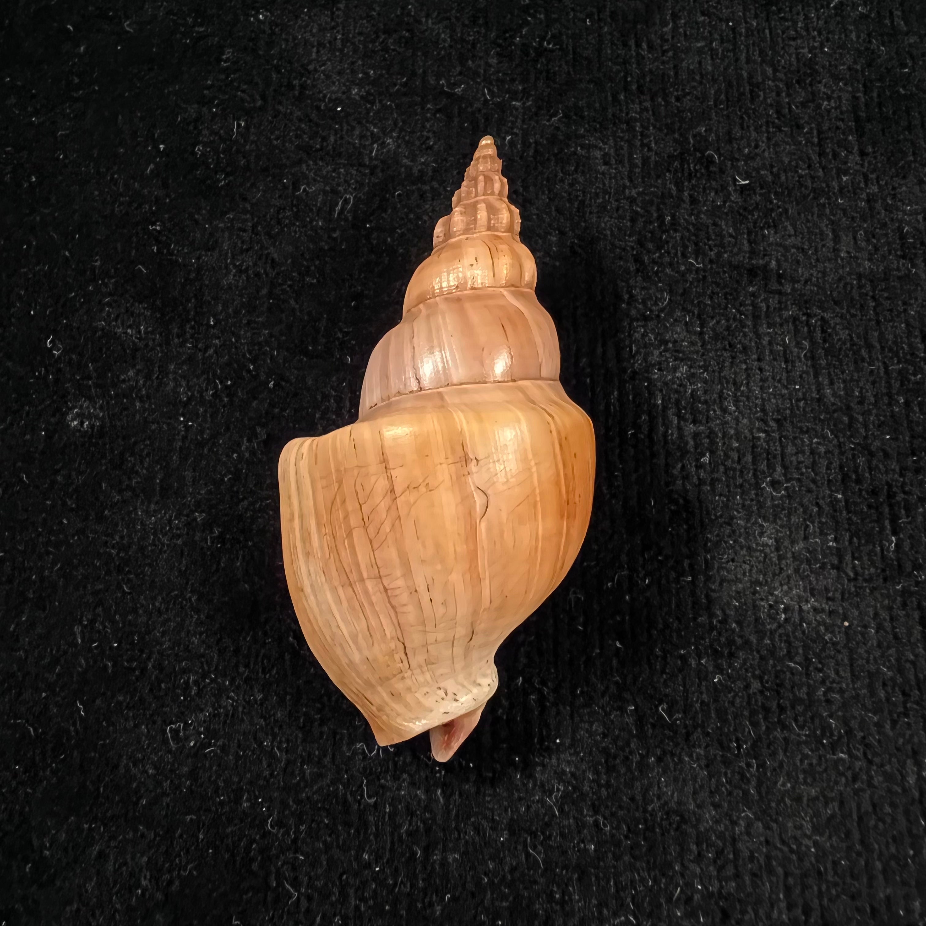 Northia northiae(1833年Griffith & Pidgeon出版社出版,编号Gray)- 57.1毫米