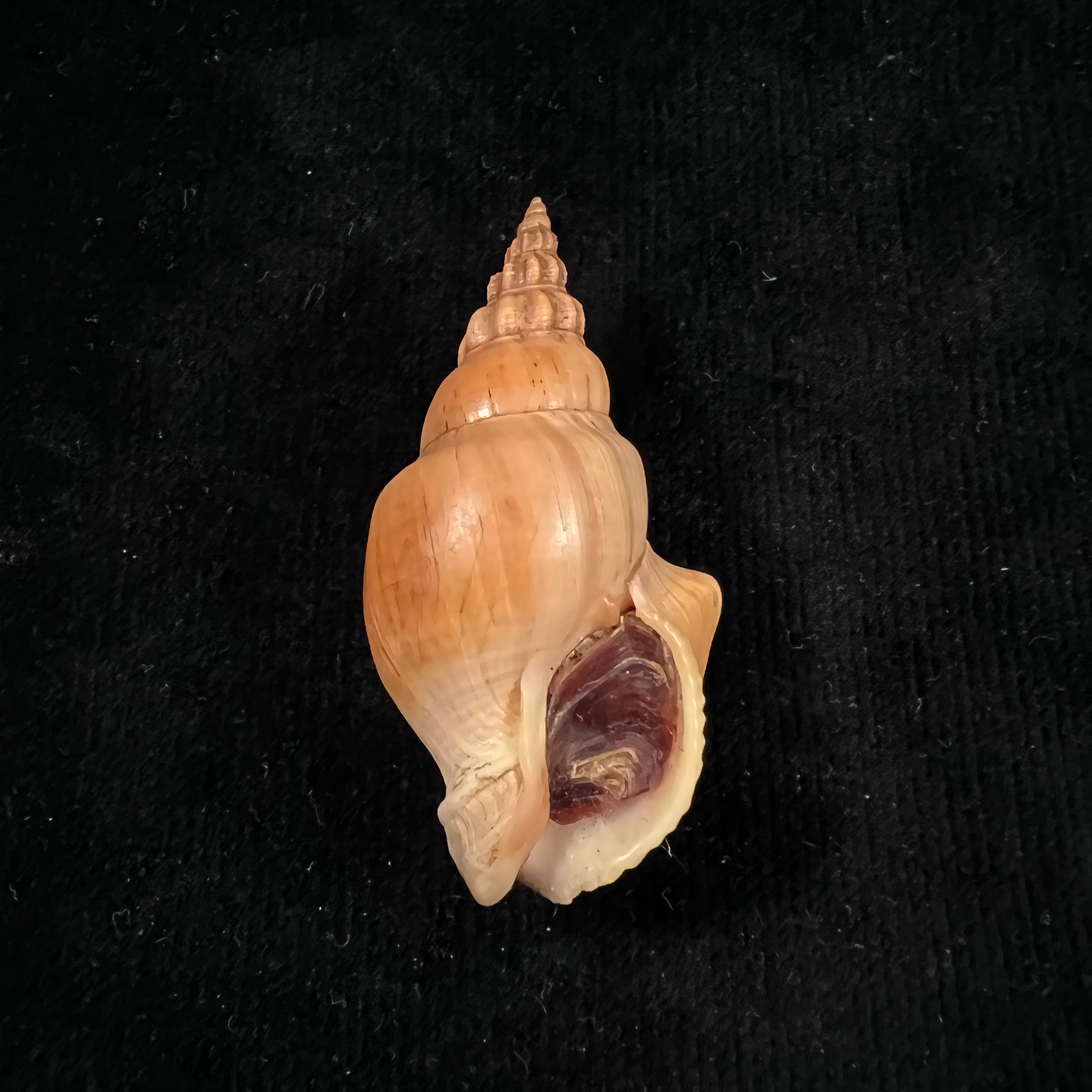 Northia northiae(1833年Griffith & Pidgeon出版社出版,编号Gray)- 57.1毫米