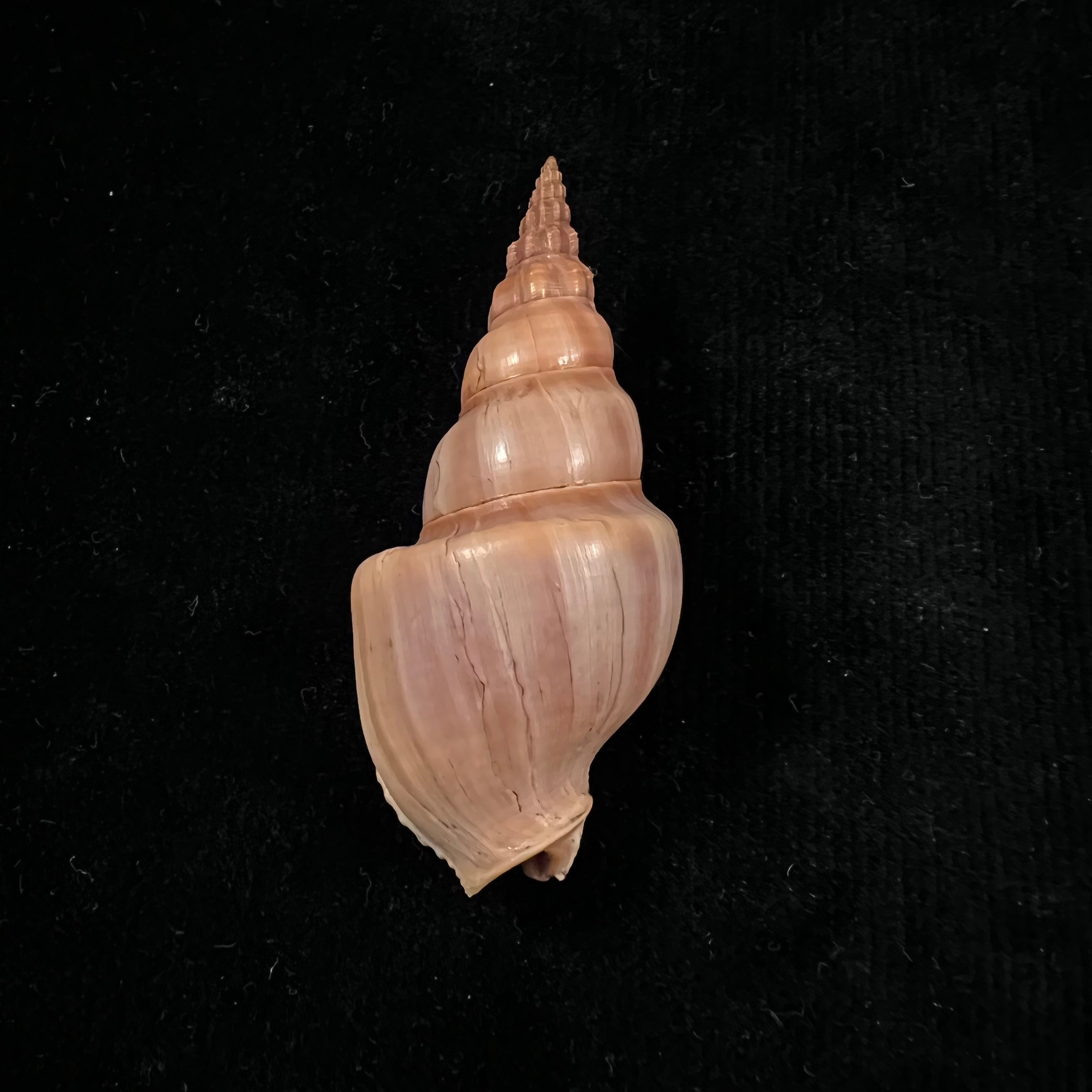 Northia northiae(1833年Griffith & Pidgeon 著《灰色》)- 67,1毫米