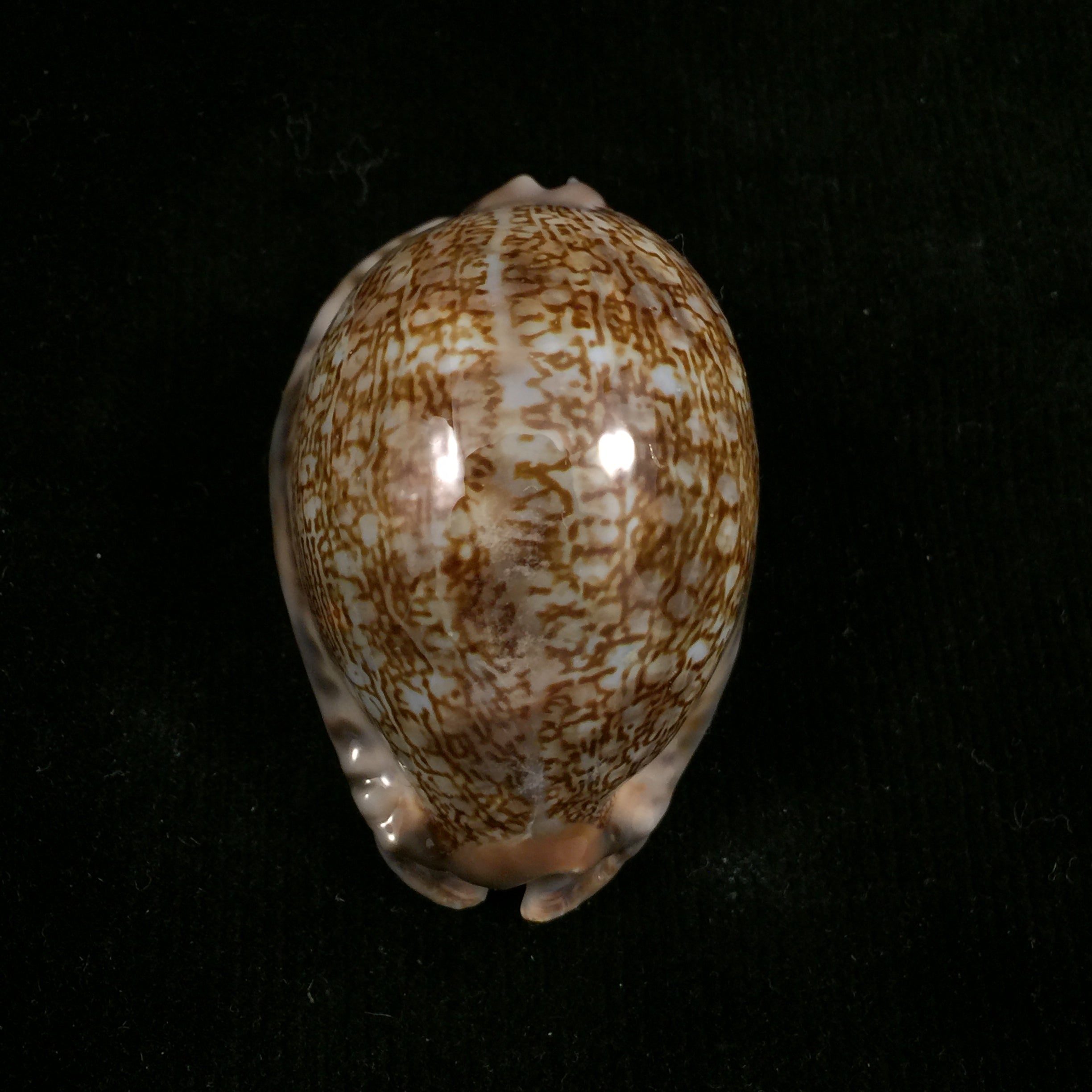 毛里求斯 gibba vandammei Erdmann, 2021 - 56,2mm