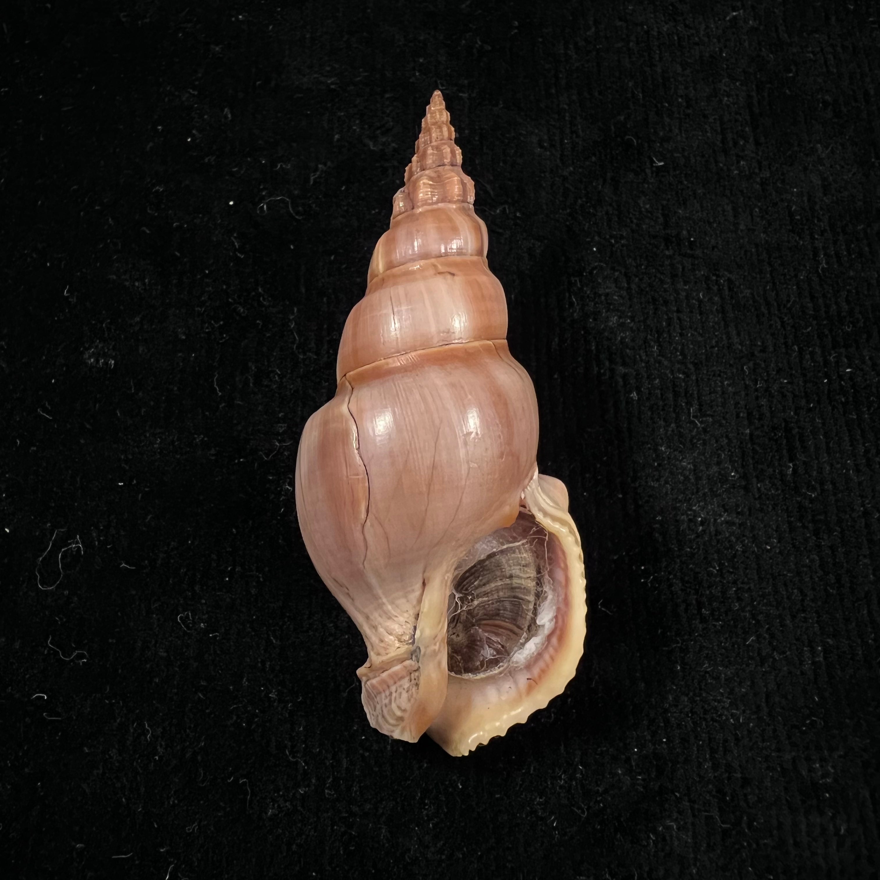 Northia northiae(1833年Griffith & Pidgeon 著《灰色》)- 67,1毫米