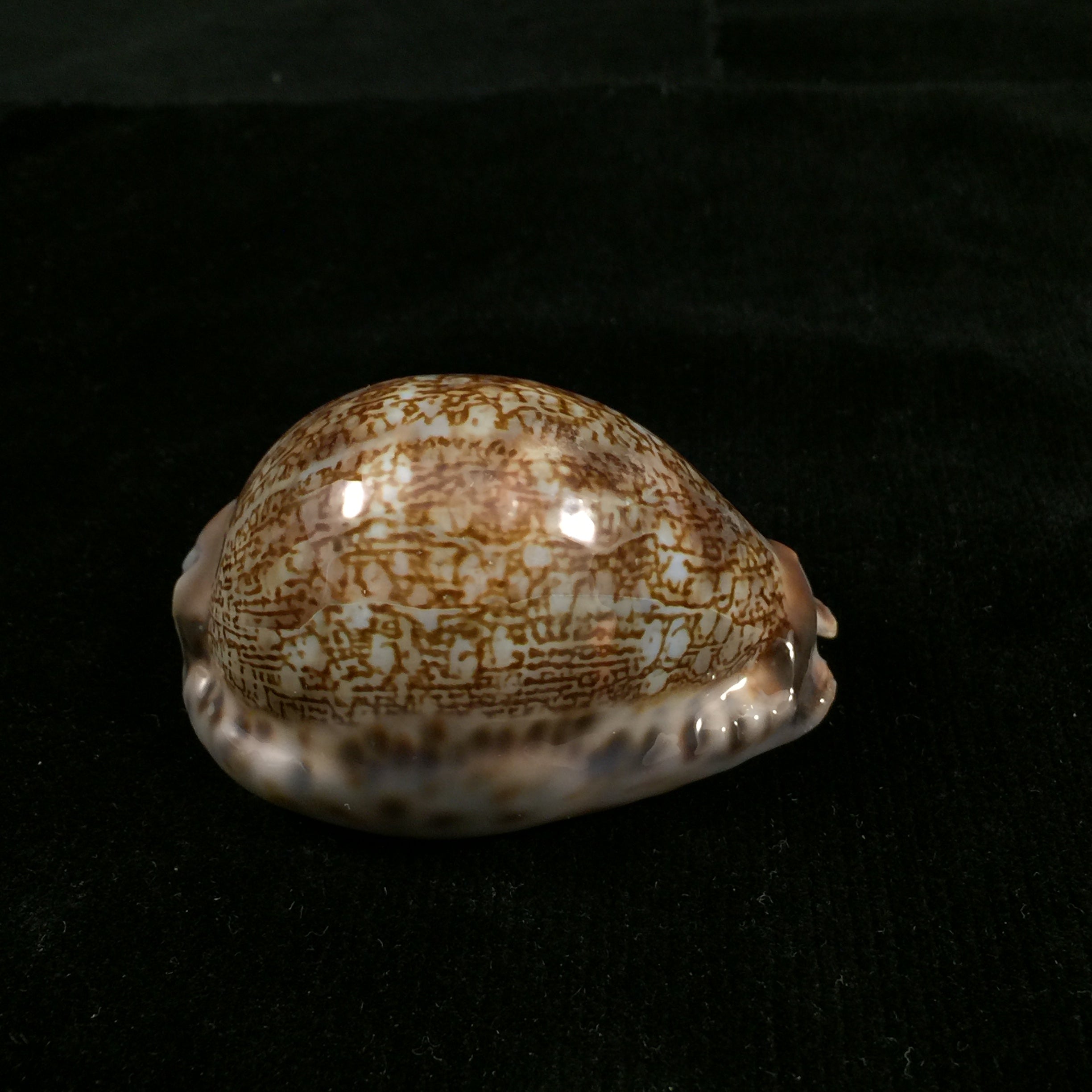 毛里求斯 gibba vandammei Erdmann, 2021 - 56,2mm