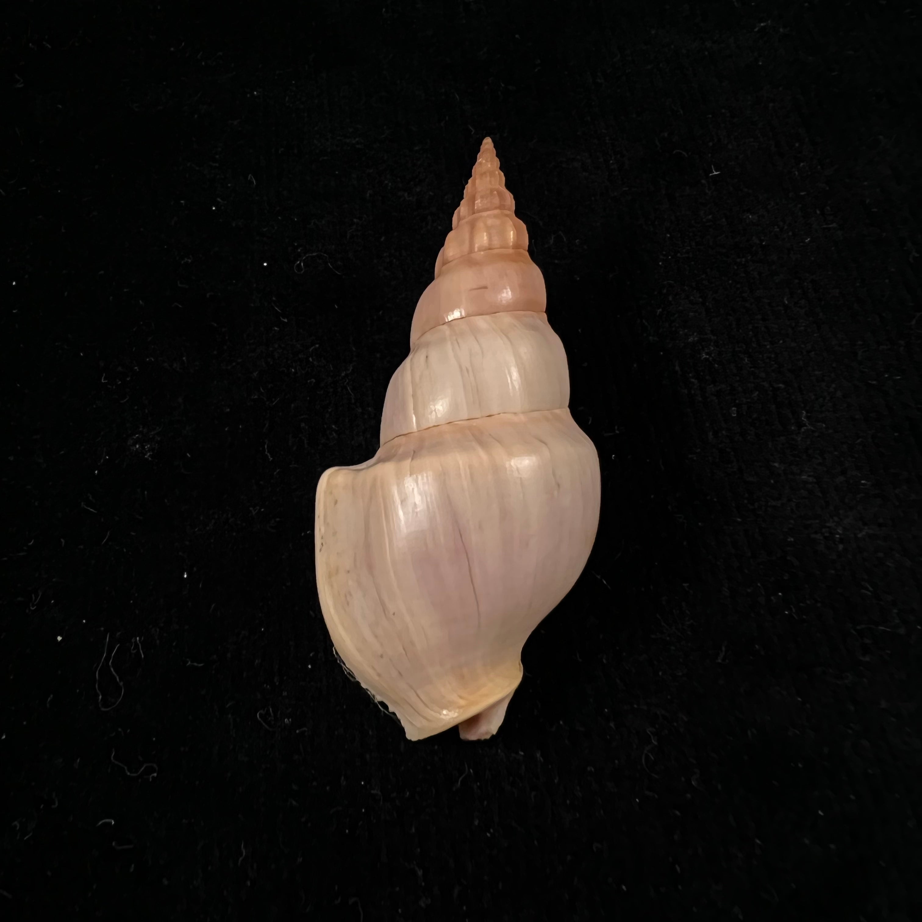 Northia northiae(1833年格里菲斯和皮金出版社出版,编号Griffith & Pidgeon,灰色)- 59毫米