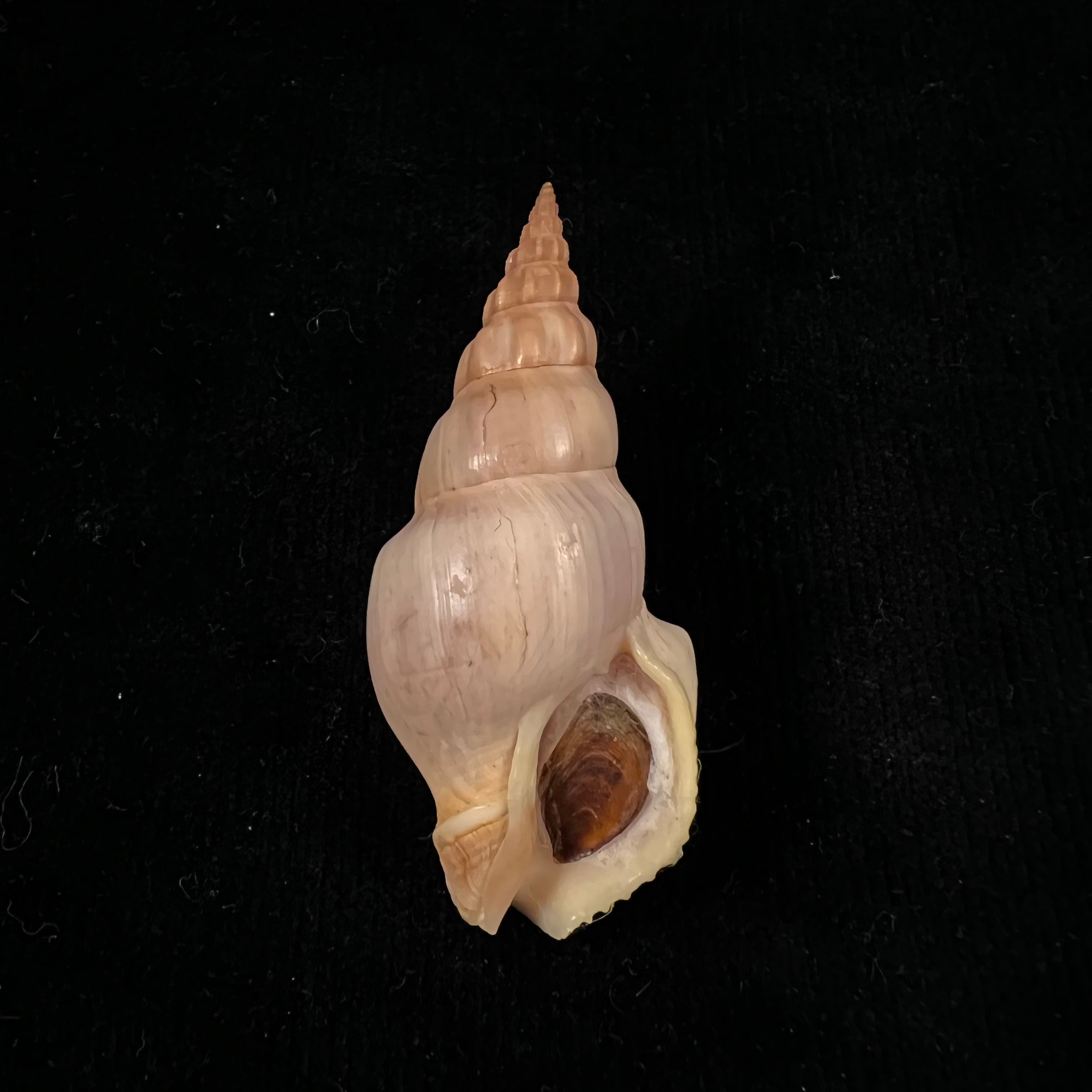 Northia northiae(1833年格里菲斯和皮金出版社出版,编号Griffith & Pidgeon,灰色)- 59毫米