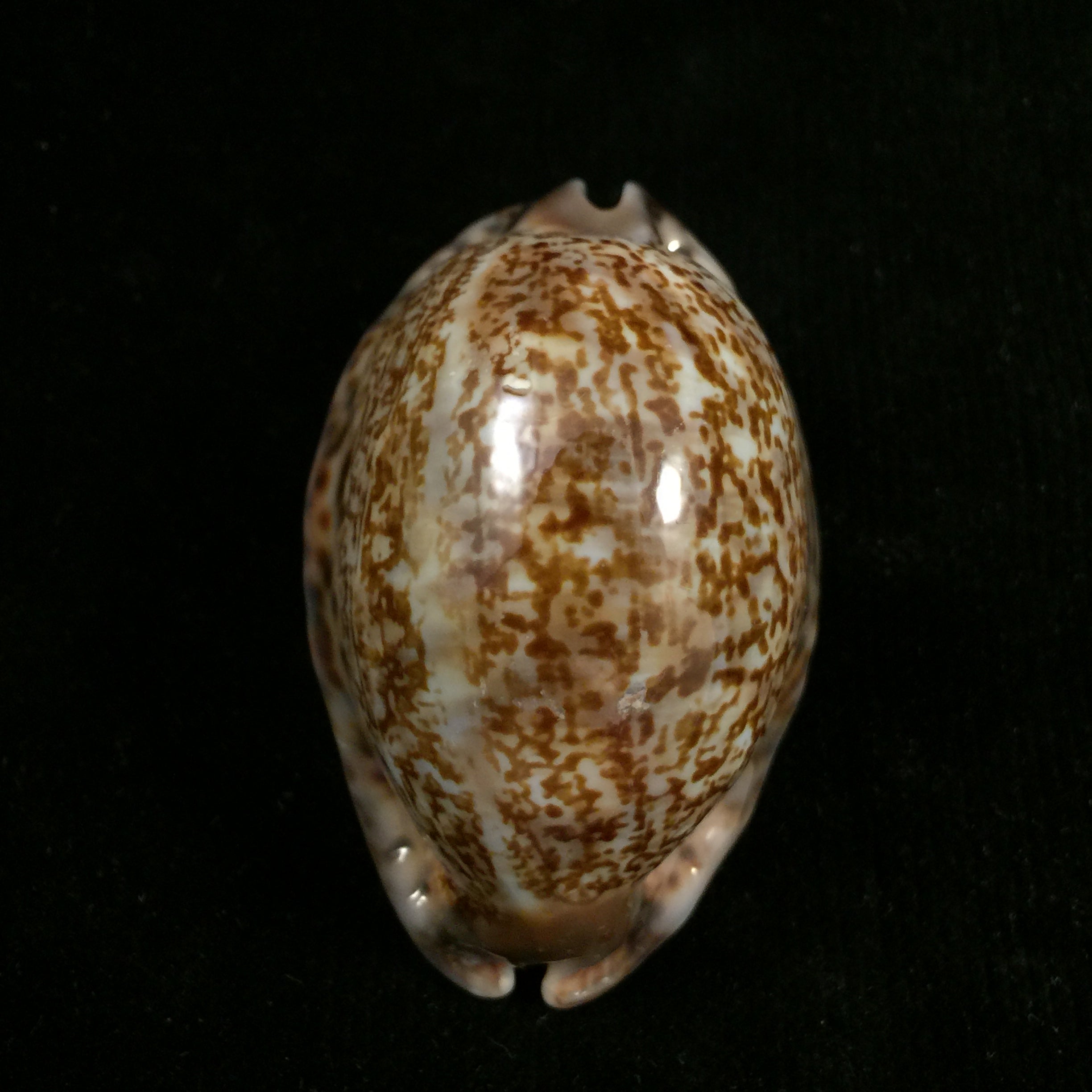 毛里求斯 gibba vandammei Erdmann, 2021 - 59,6mm