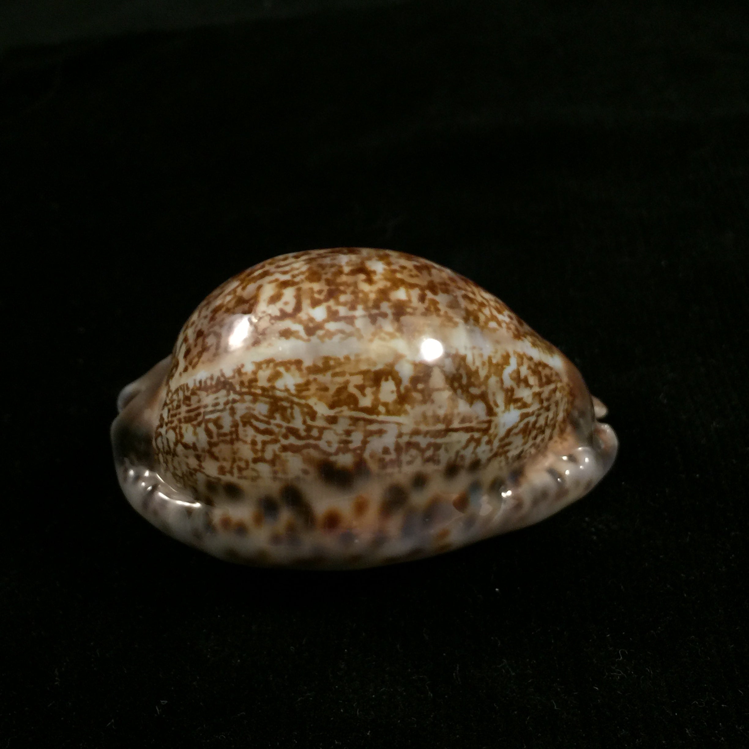 毛里求斯 gibba vandammei Erdmann, 2021 - 59,6mm