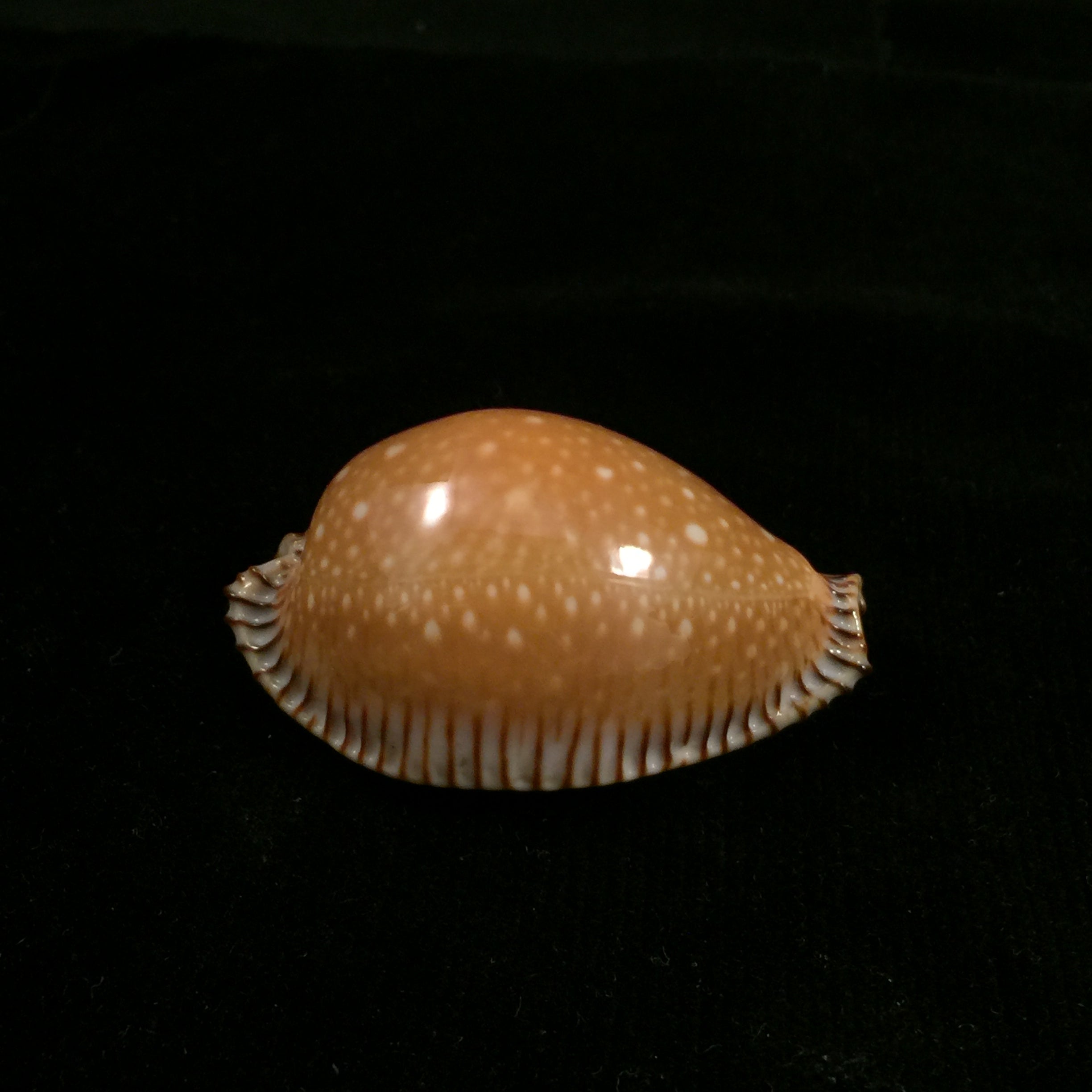 Perisserosa guttata surinensis bengalensis Raybaudi, 1978