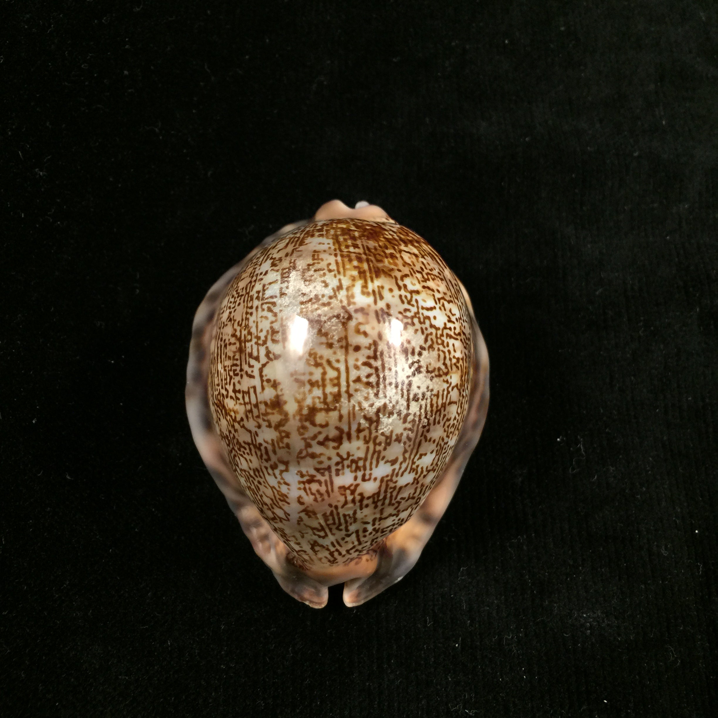 毛里求斯 gibba vandammei Erdmann, 2021 - 65,2mm