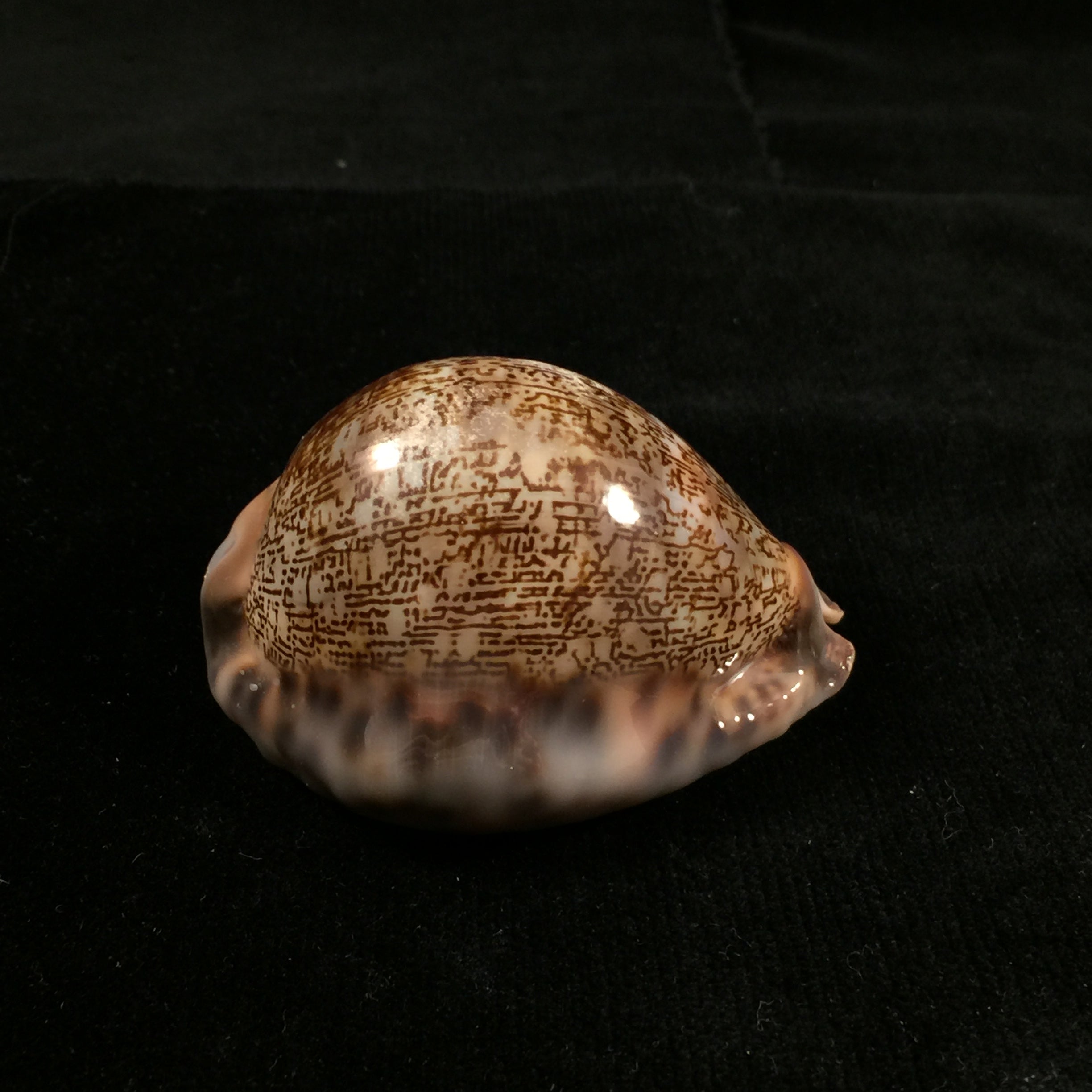 毛里求斯 gibba vandammei Erdmann, 2021 - 65,2mm