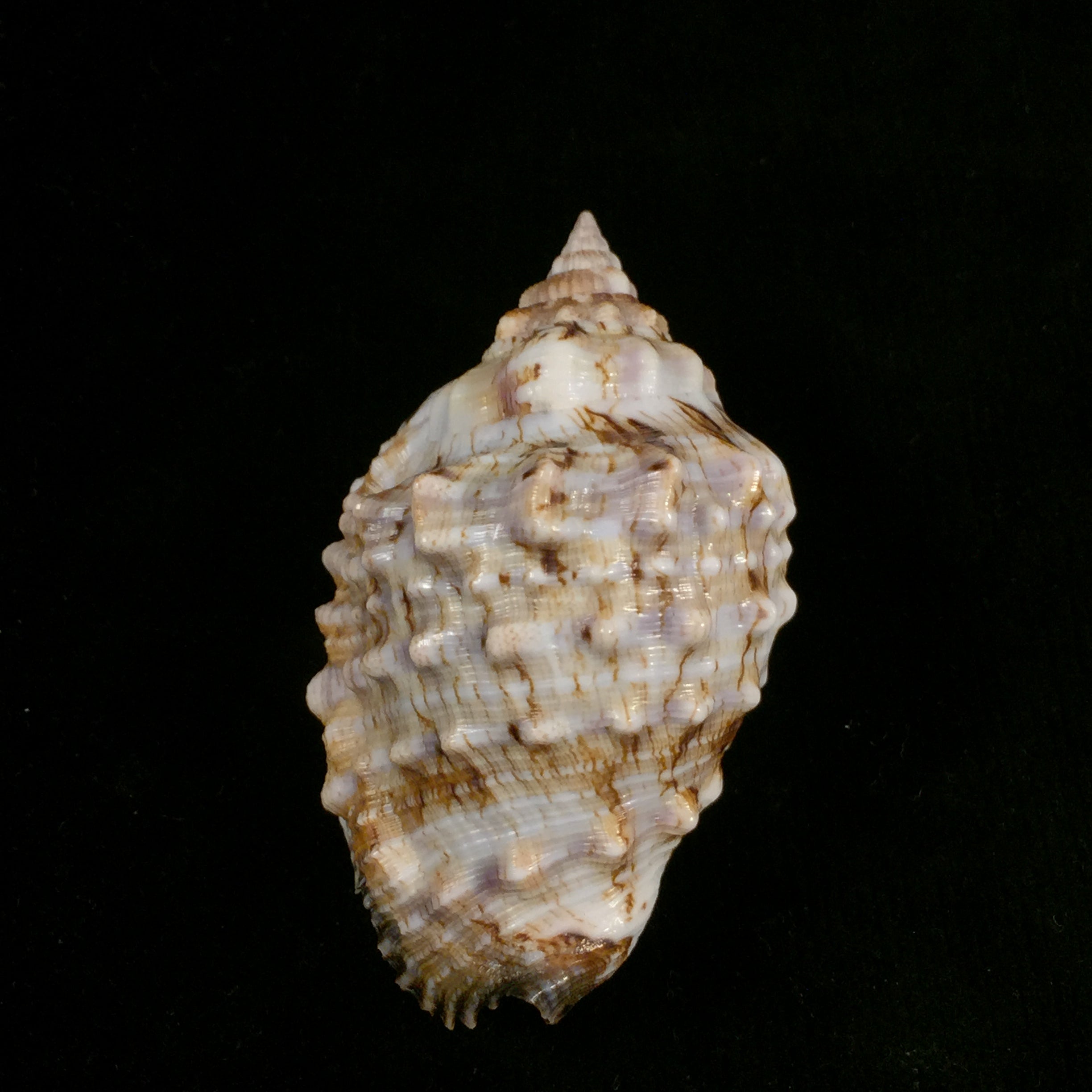 Lentigo pipus (Röding, 1798) - 67,7mm