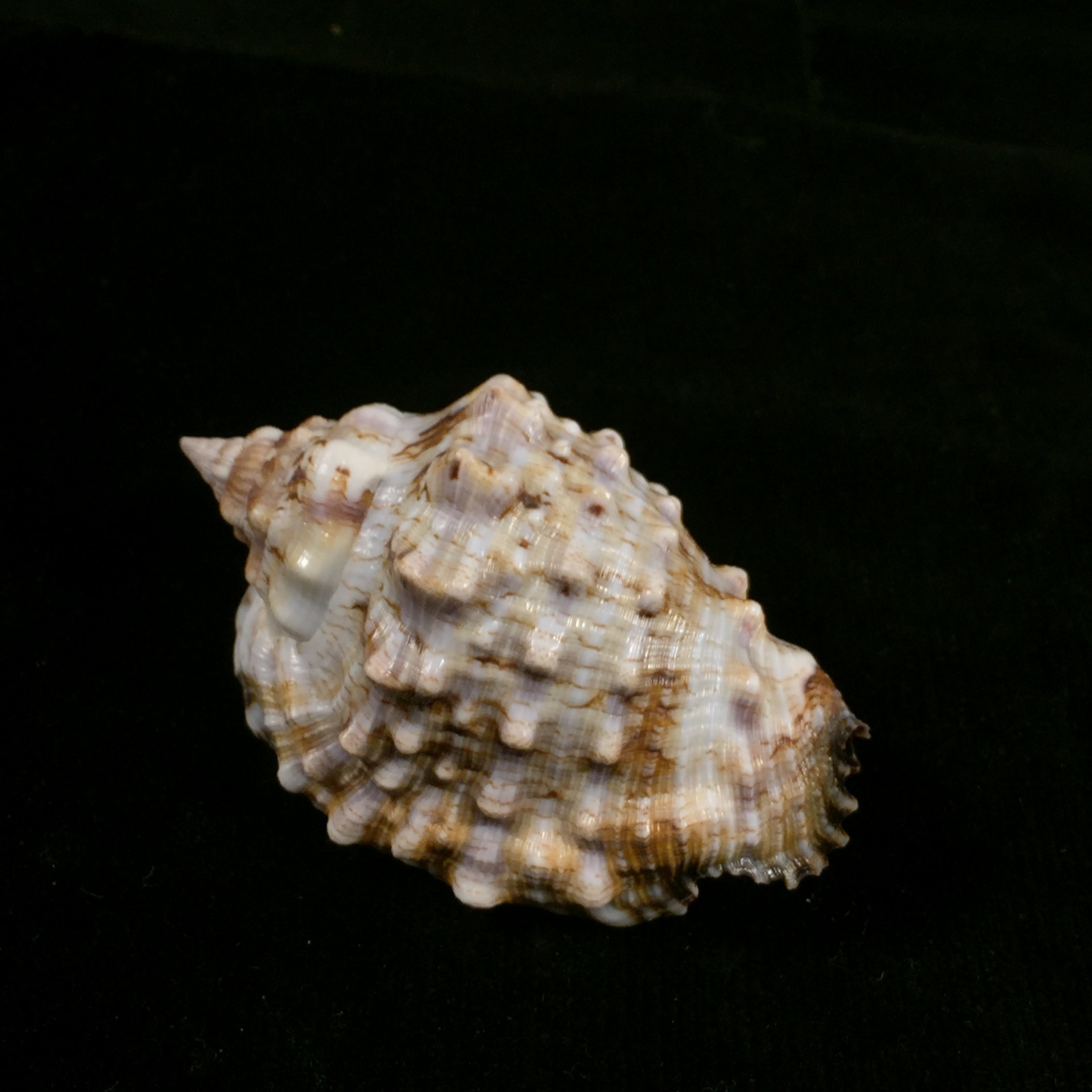 Lentigo pipus (Röding, 1798) - 67,7mm