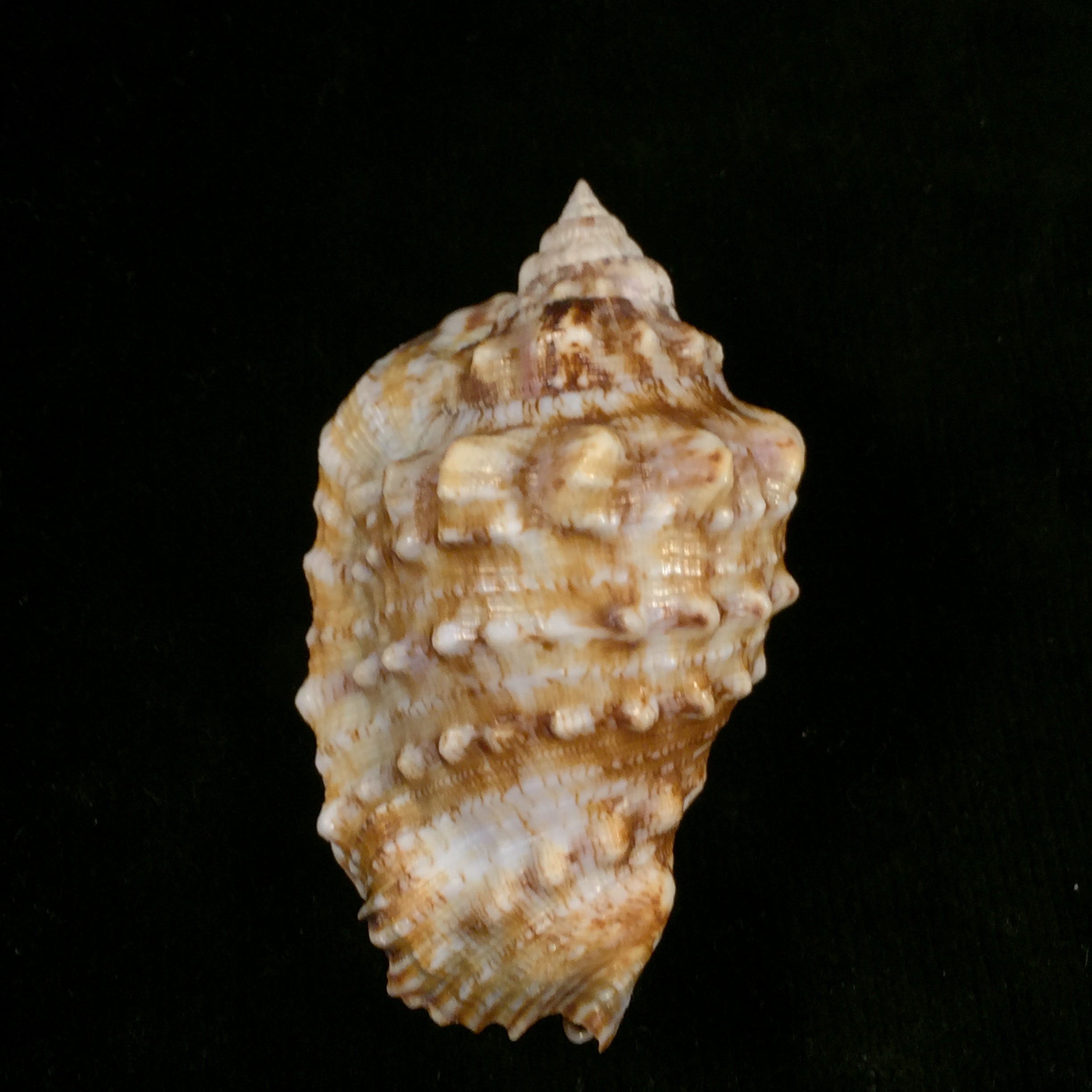 Lentigo pipus (Röding, 1798) - 71,7mm