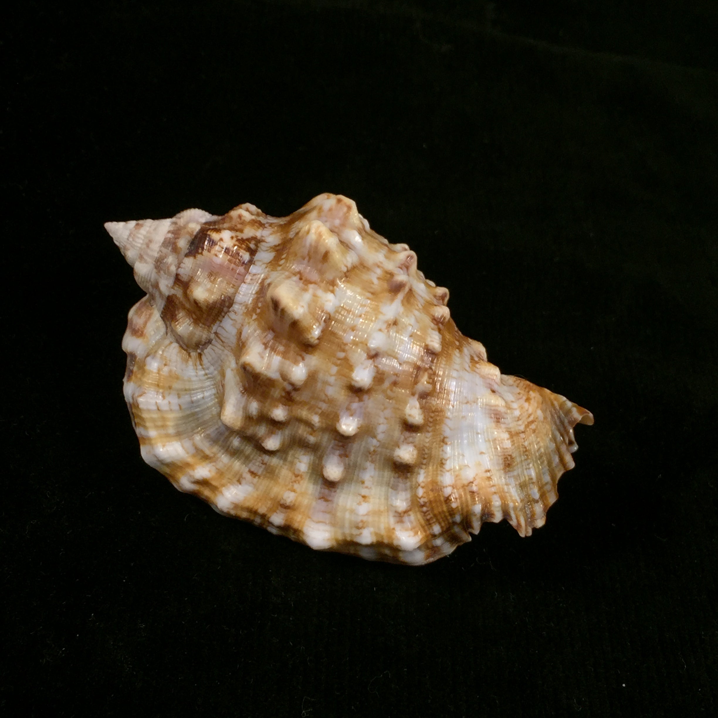 Lentigo pipus (Röding, 1798) - 71,7mm