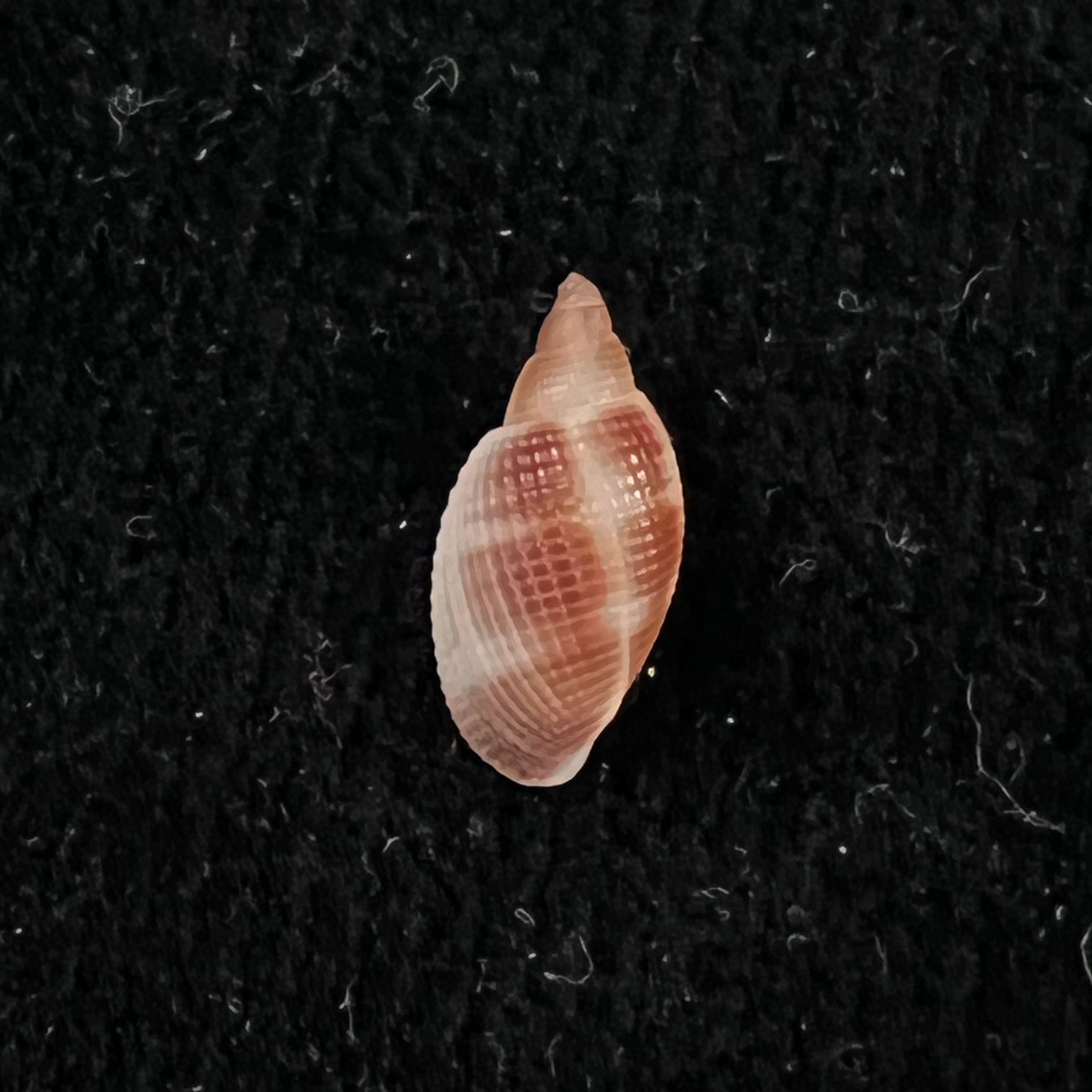 Aphera tessellata (G. B. Sowerby I, 1832) - 14mm