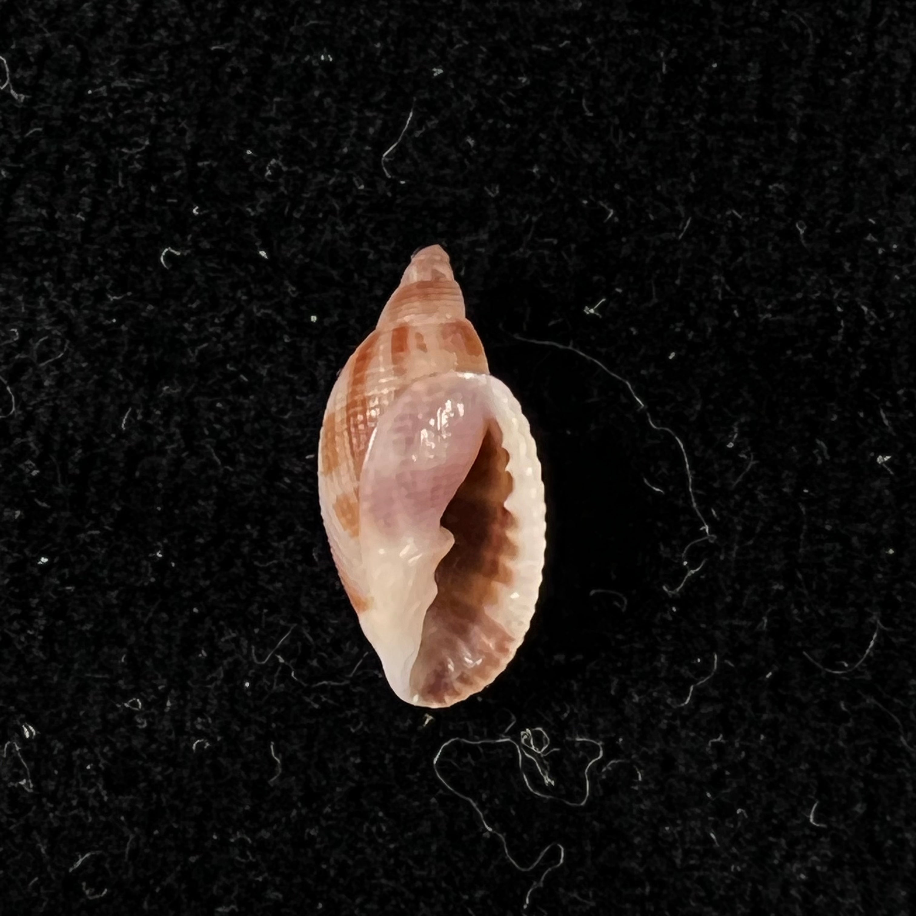 Aphera tessellata (G. B. Sowerby I, 1832) - 14mm