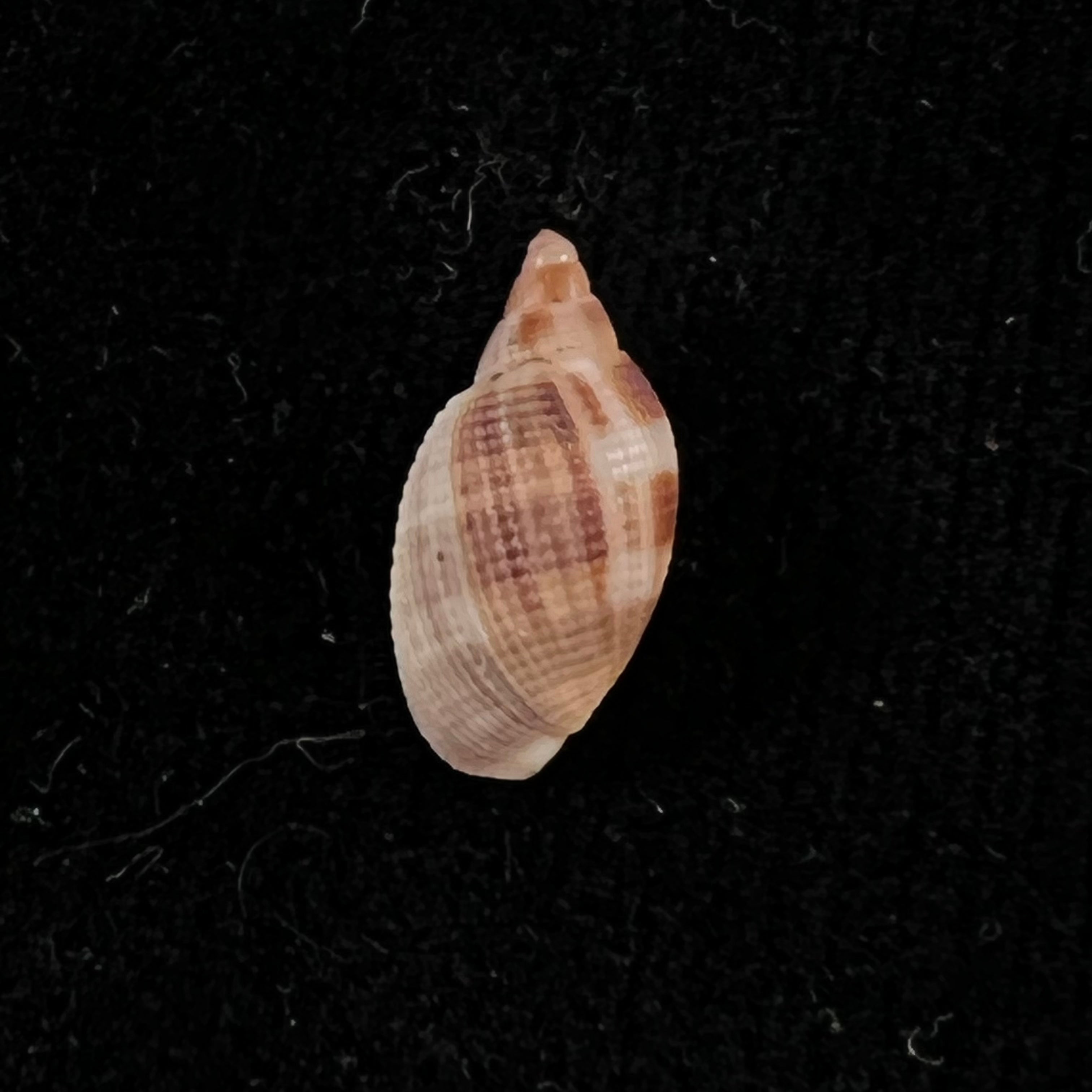Aphera tessellata (G. B. Sowerby I, 1832) - 13,6mm