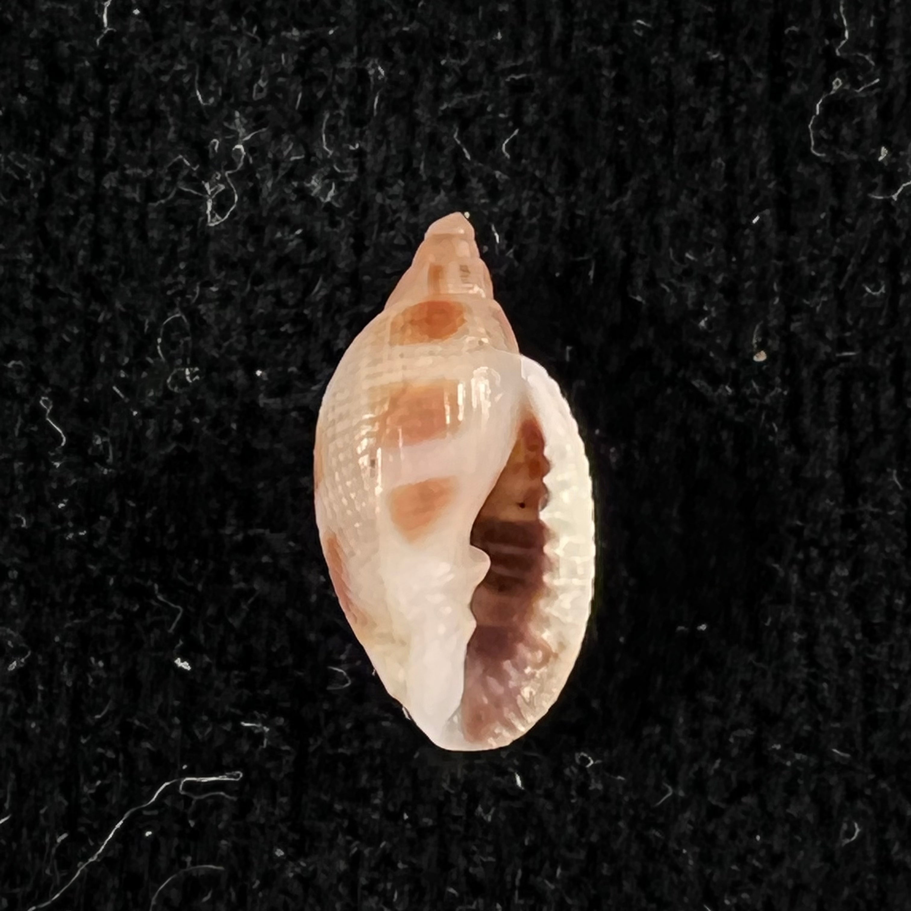 Aphera tessellata (G. B. Sowerby I, 1832) - 13,6mm