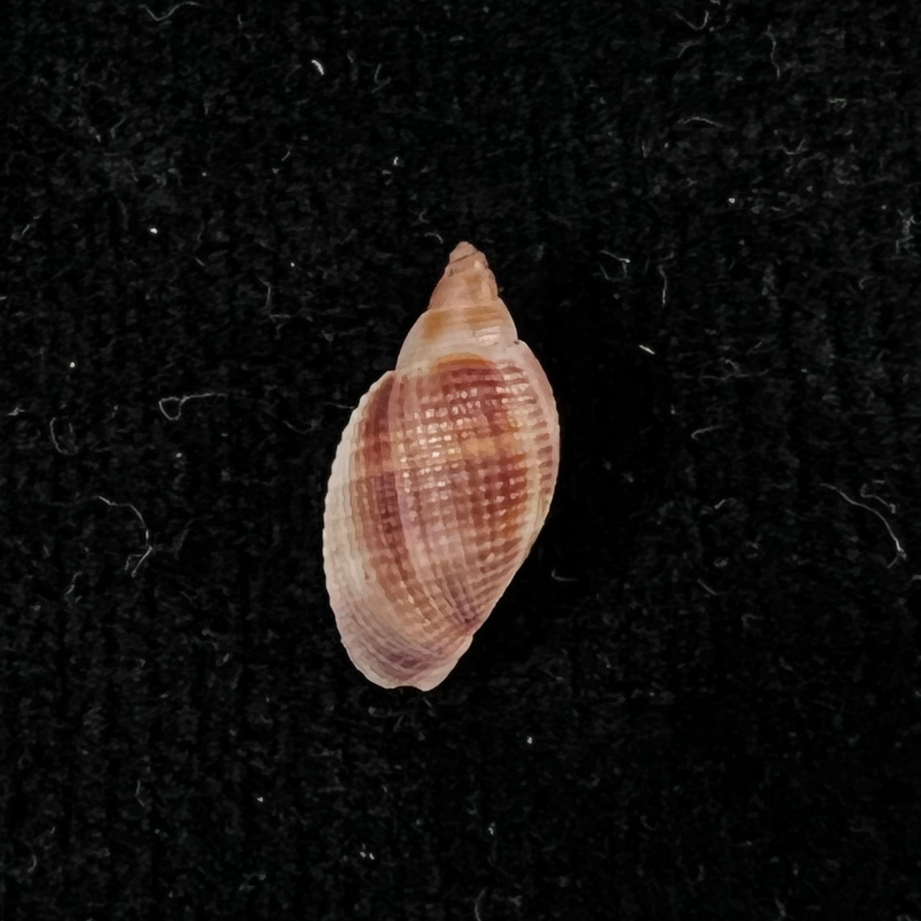 Aphera tessellata (G. B. Sowerby I, 1832) - 13,7mm