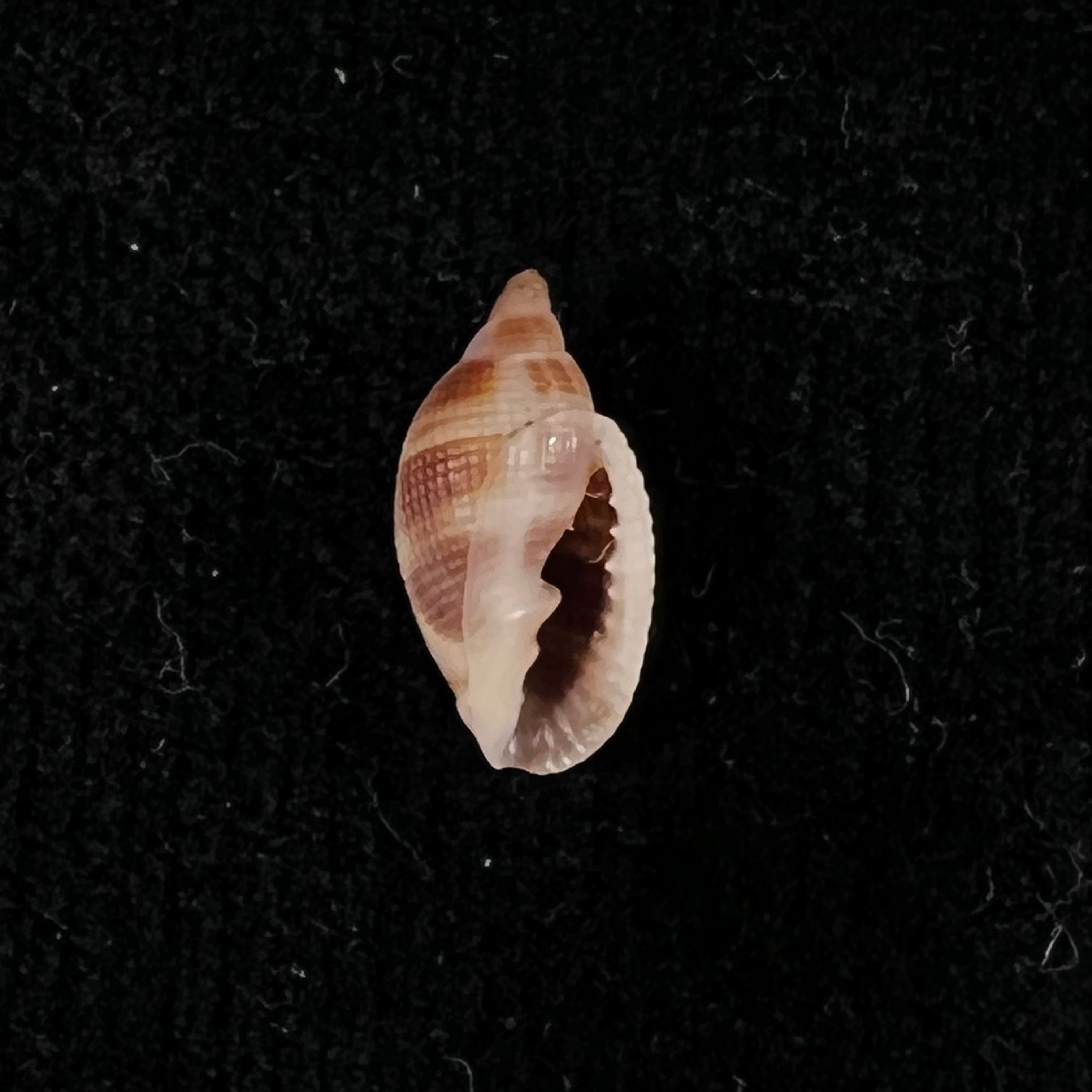 Aphera tessellata (G. B. Sowerby I, 1832) - 13,7mm