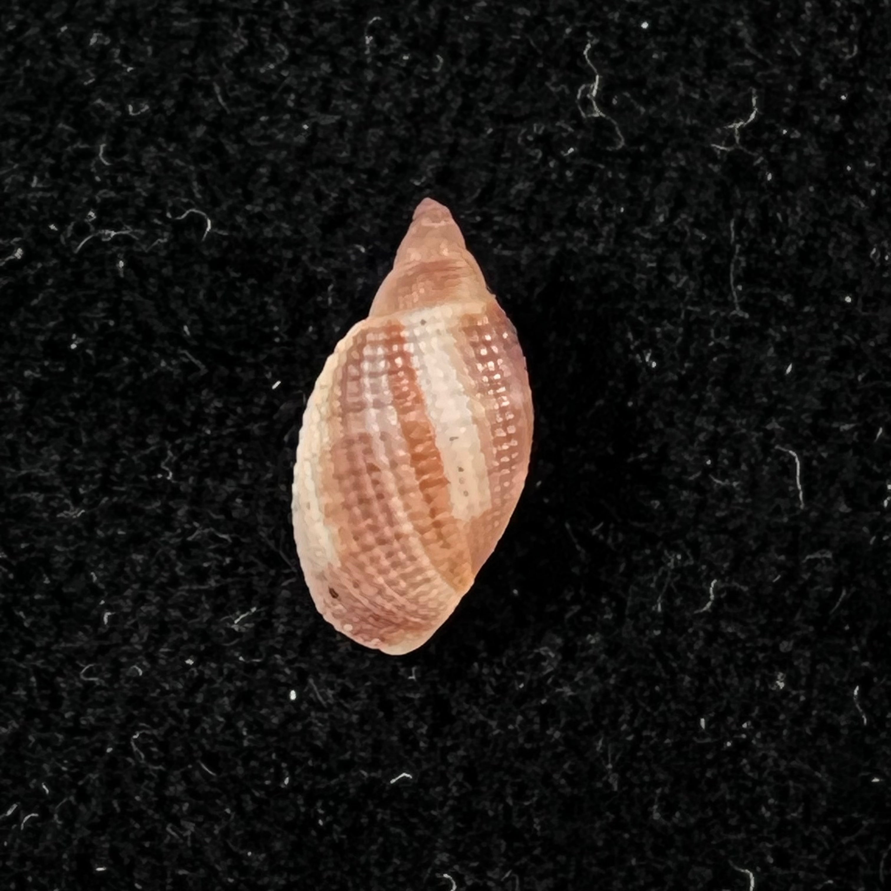 Aphera tessellata (G. B. Sowerby I, 1832) - 13,5mm