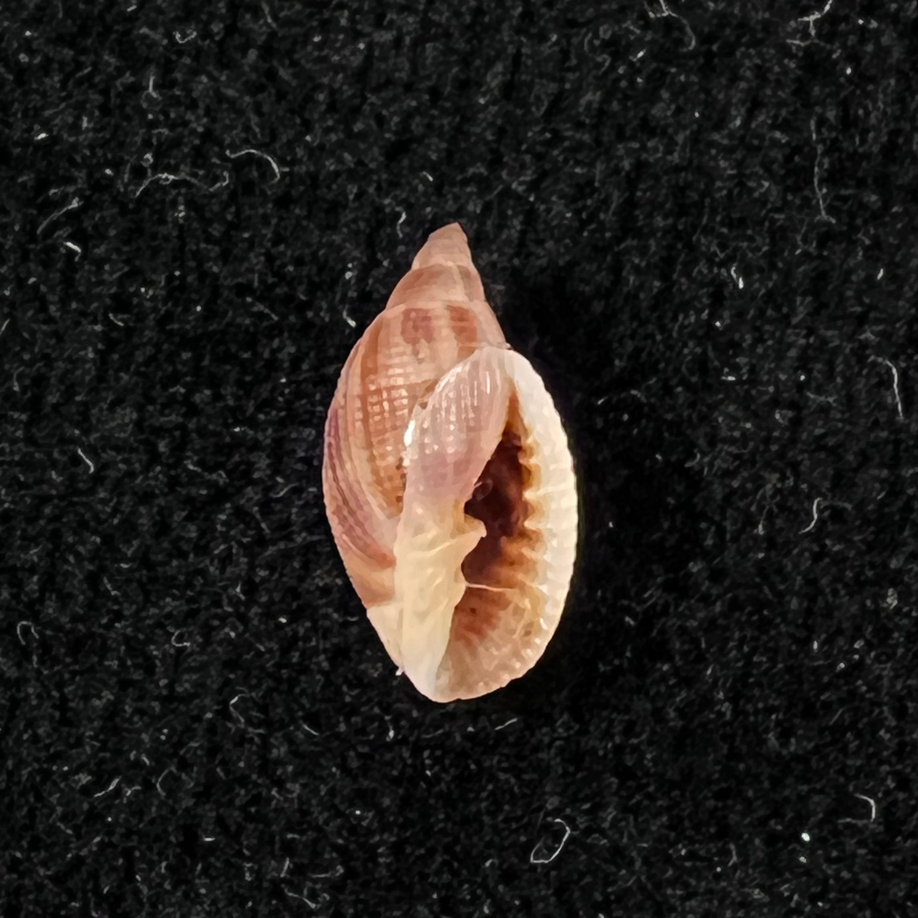 Aphera tessellata (G. B. Sowerby I, 1832) - 13,5mm