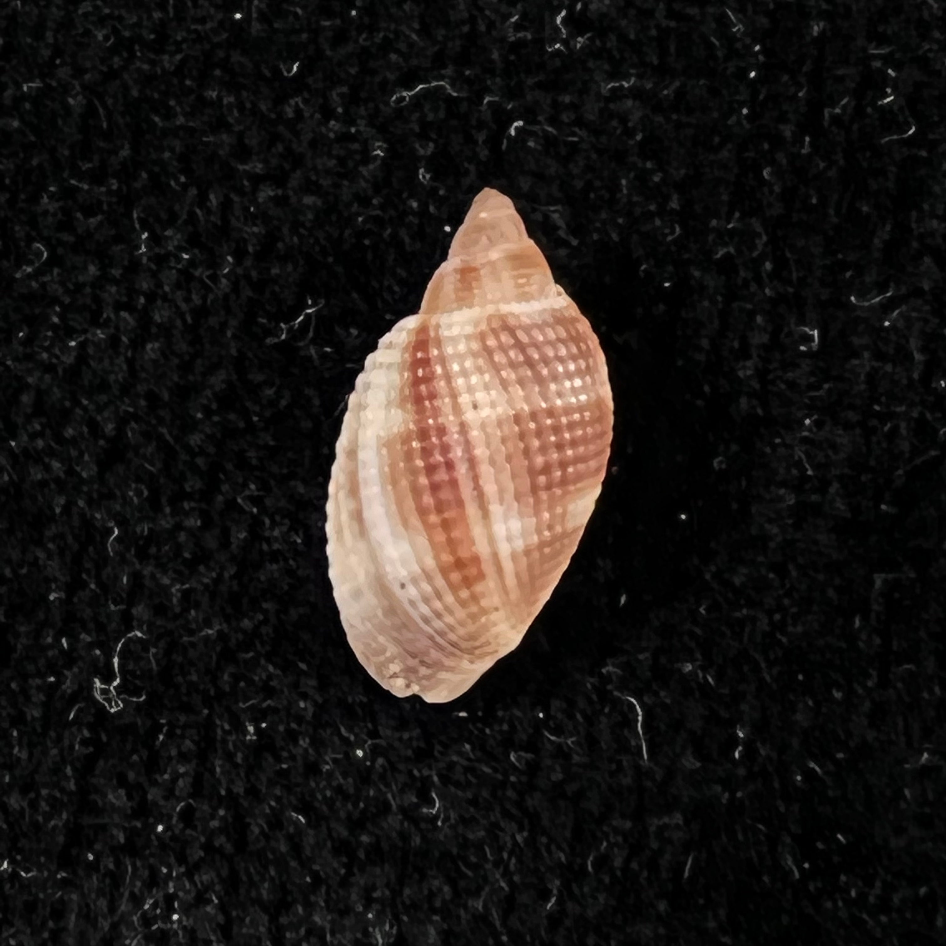 Aphera tessellata (G. B. Sowerby I, 1832) - 14mm