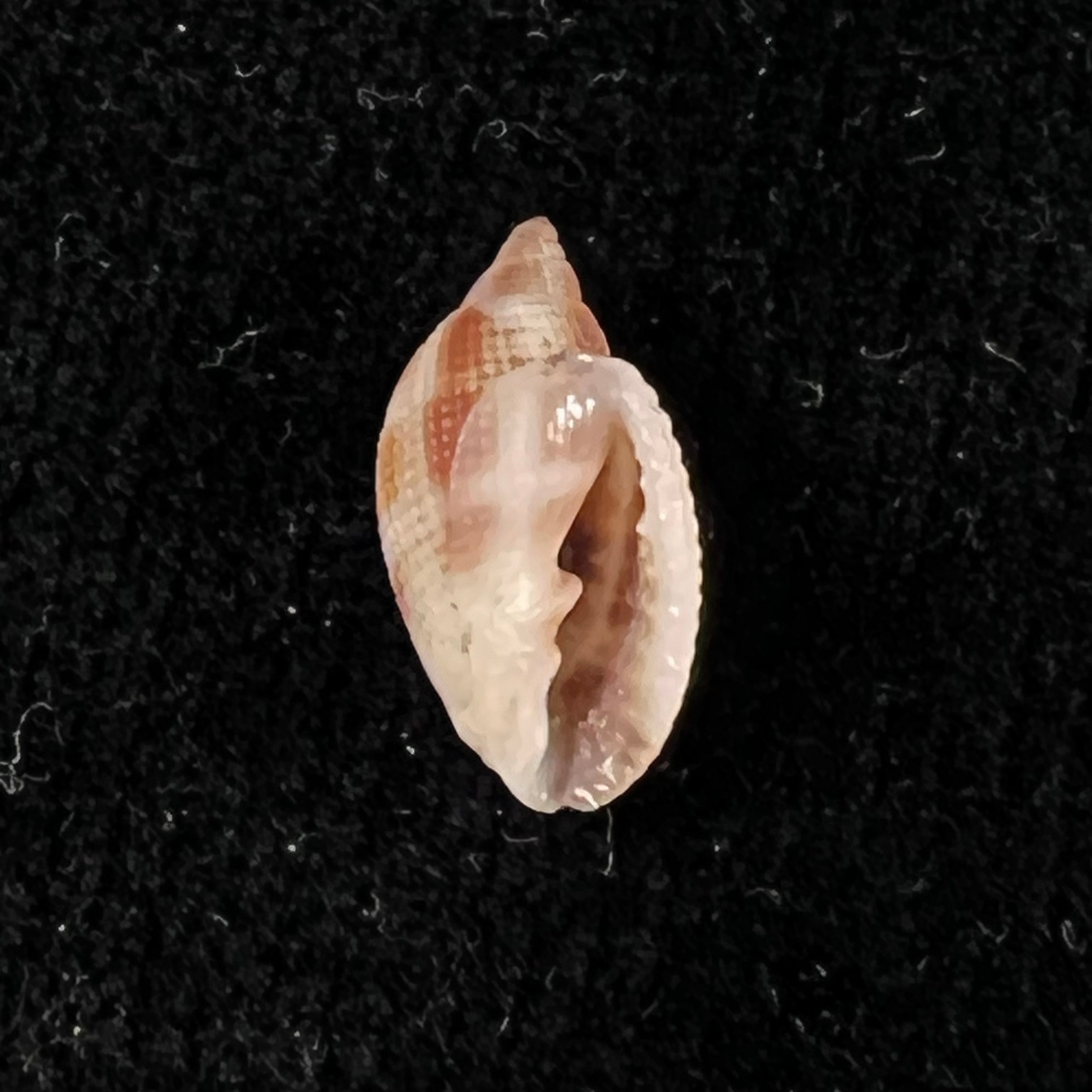 Aphera tessellata (G. B. Sowerby I, 1832) - 14mm